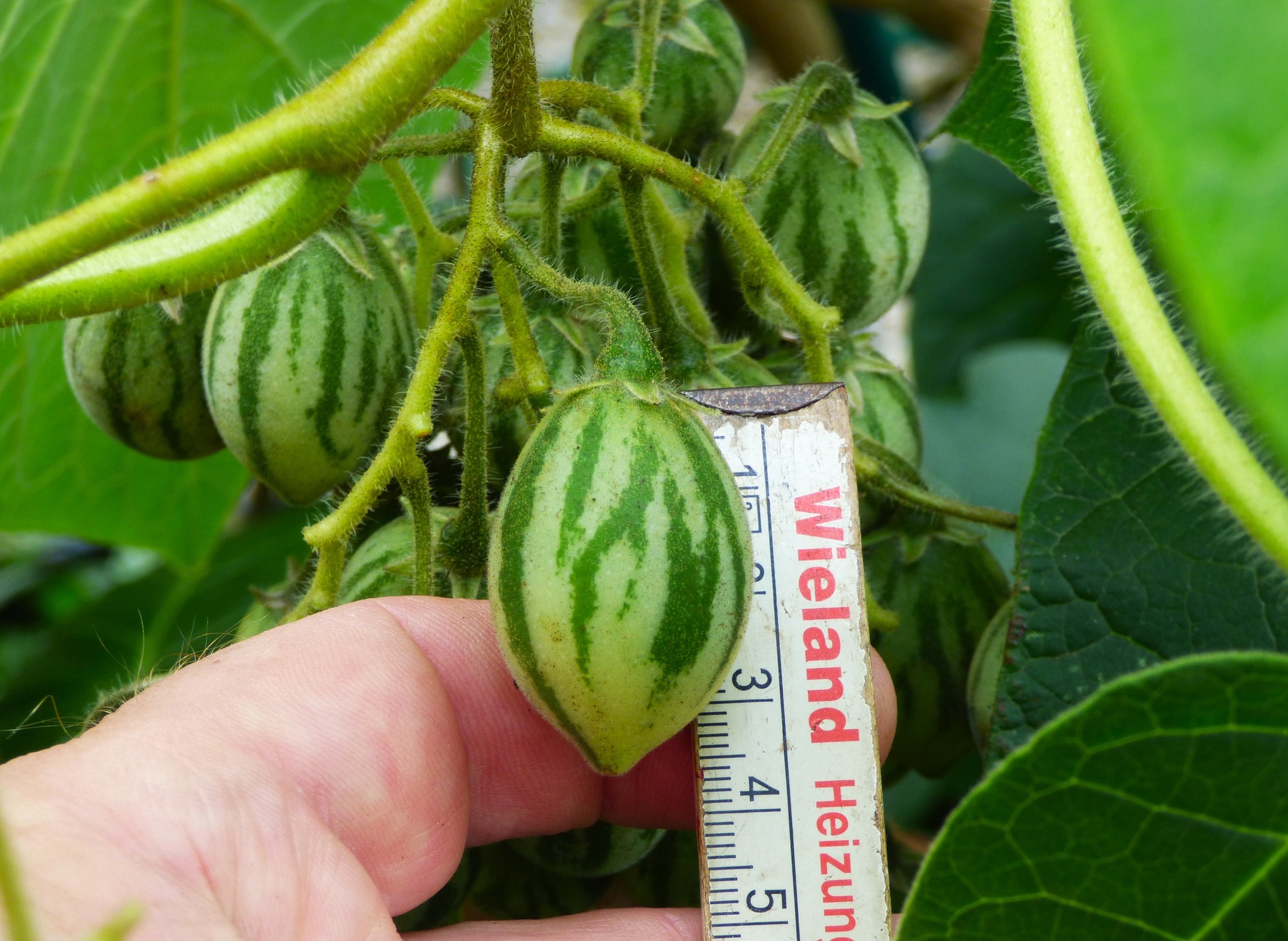 Cold Hardy Tamarillo (Solanum corymbiflora) - 10 fresh seeds / 10 frische Samen