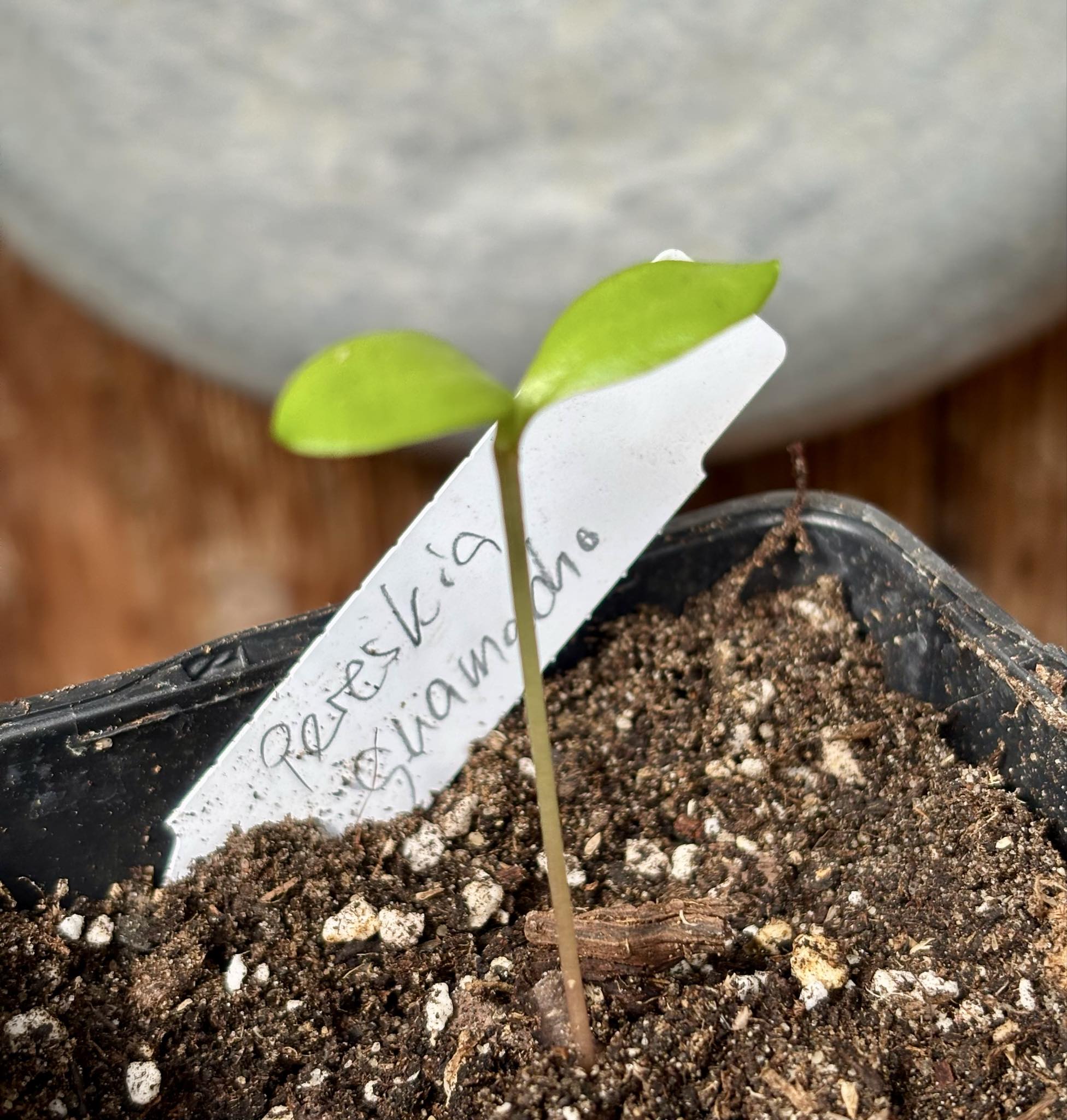 Guamacho (Pereskia guamacho) - Leuenbergeria guamacho - 1 potted seedling / 1 getopfter Sämling