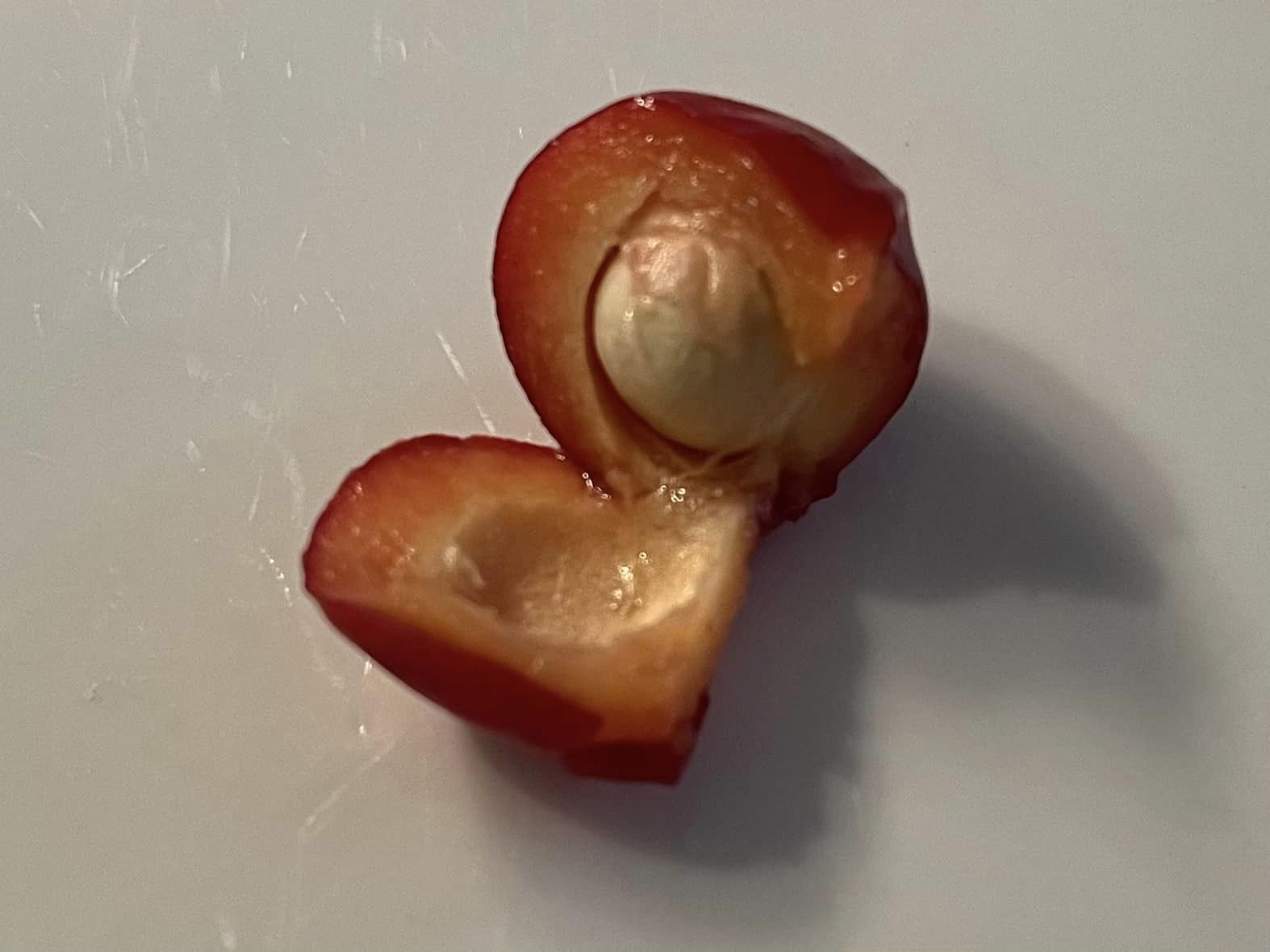 Ultra rare - variegated Eugenia reinwardtiana - Cedarbay Cherry -  1 potted seedling / 1 getopfter Sämling