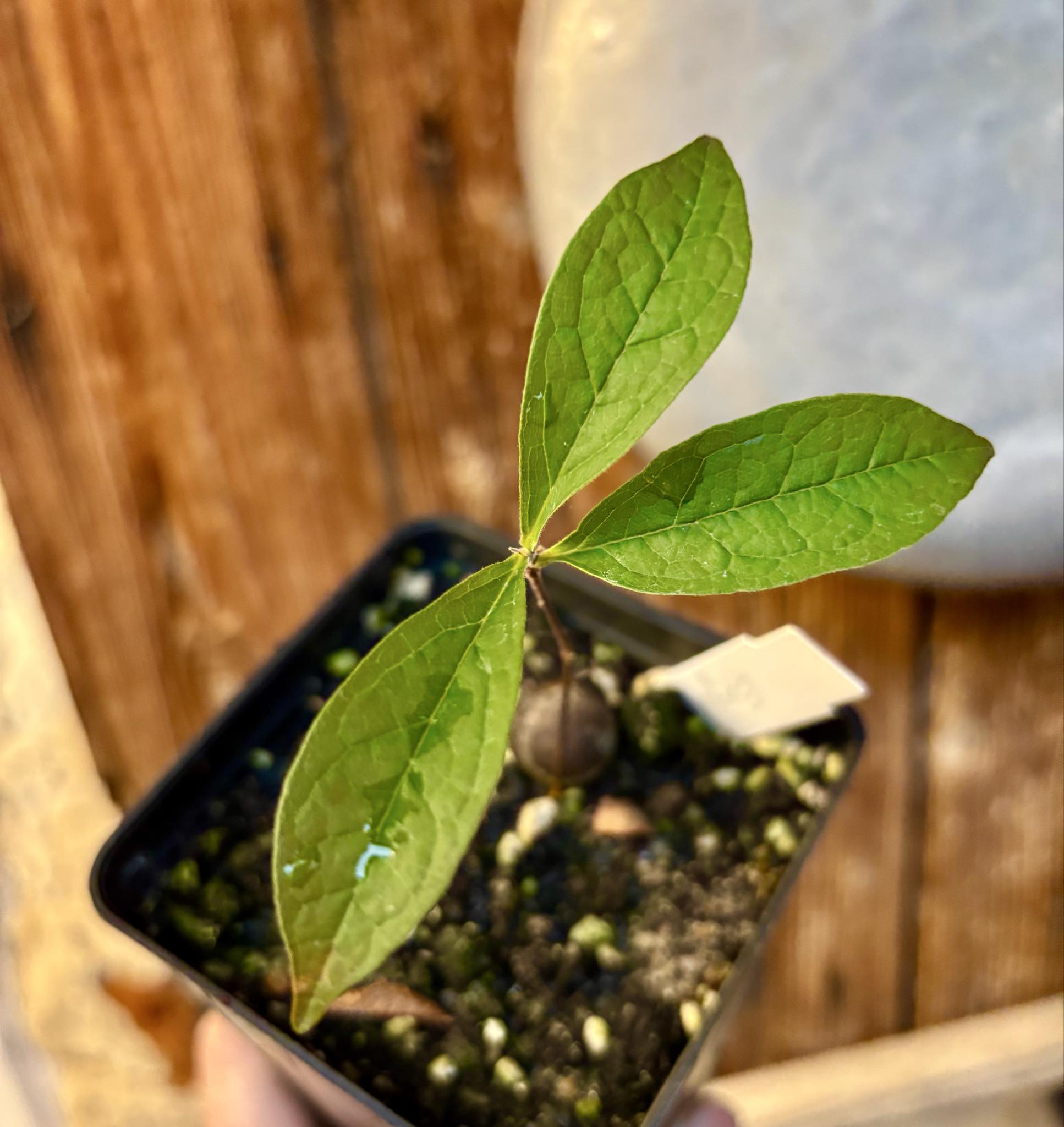 Eugenia campininha  -  1 potted plant / 1 getopfte Pflanze