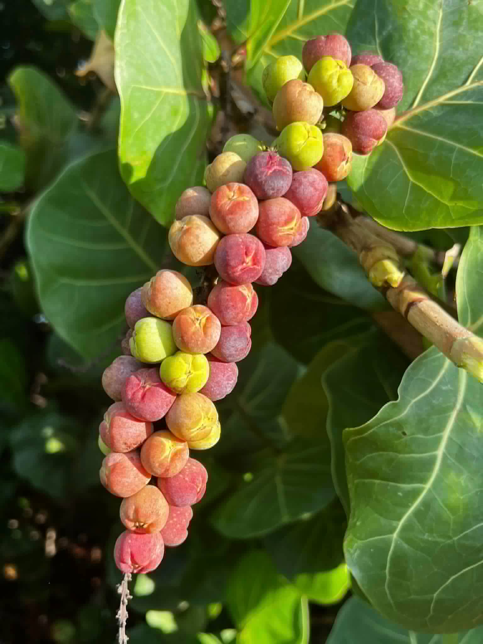 Sea Grape (Coccoloba uvifera)  -  3 fresh seeds / 3 frische Samen
