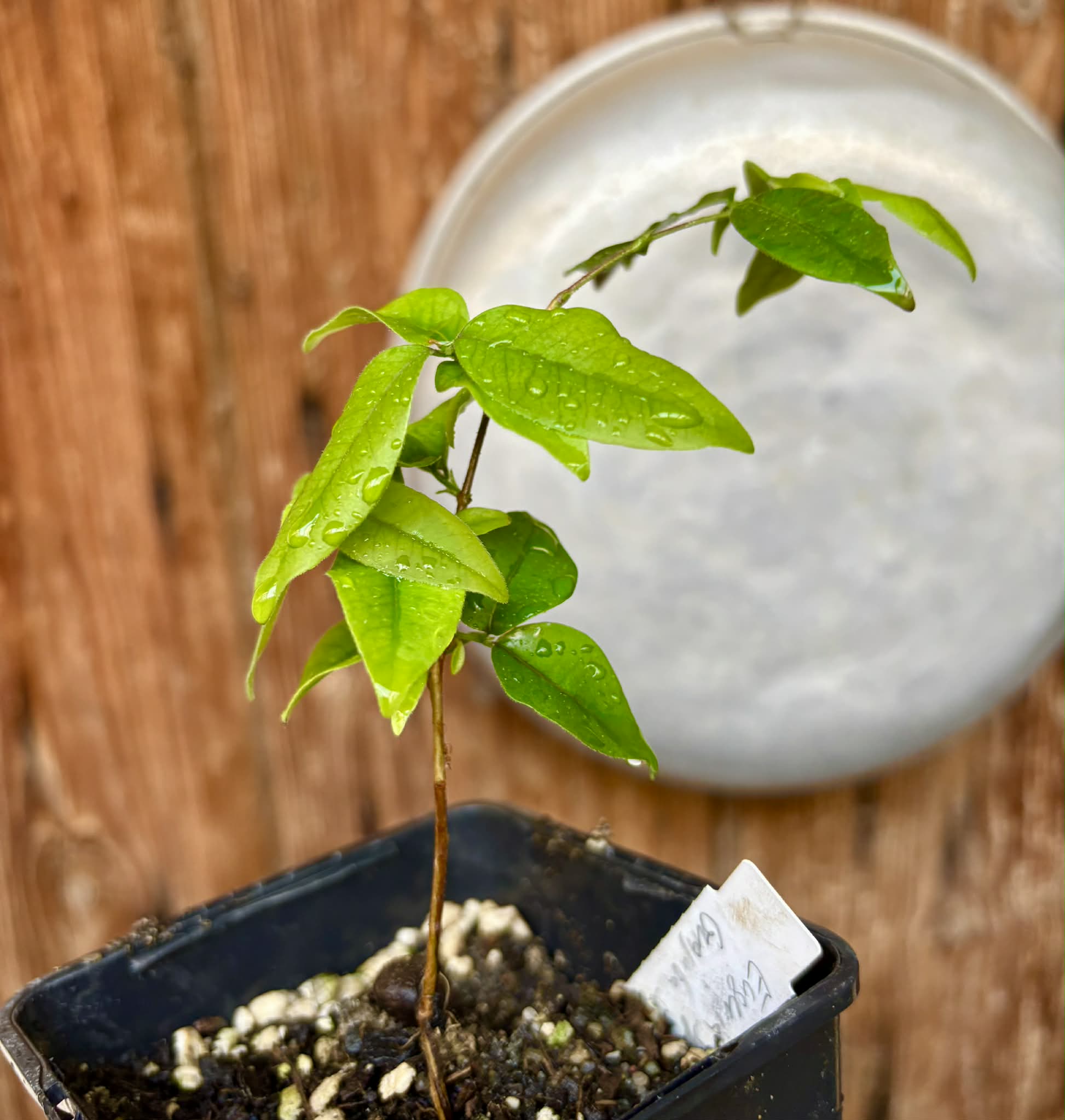Eugenia sp Guajuba suave -  1 potted seedling / 1 getopfter Sämling