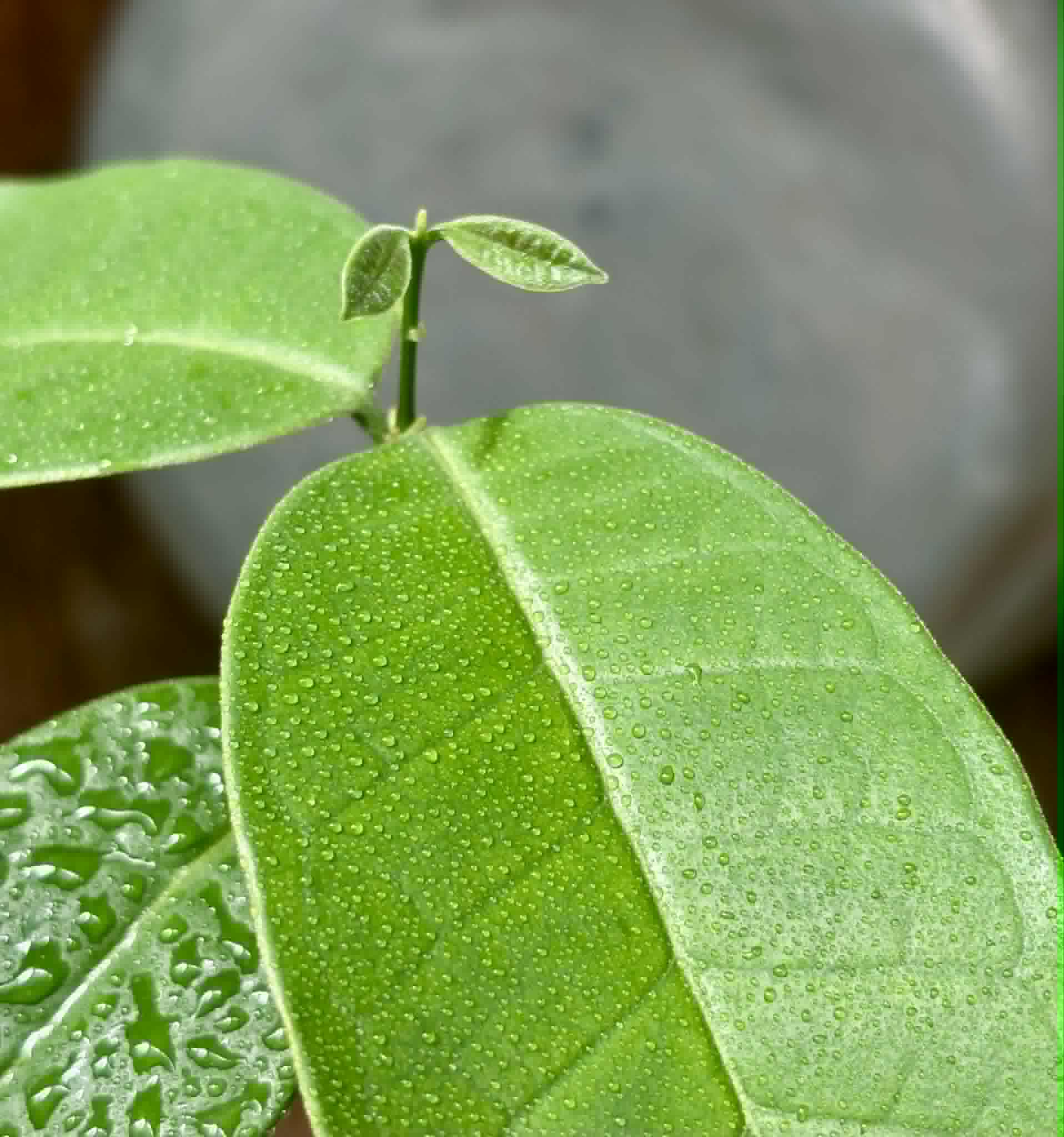 Eugenia sp Cheirosa Fruto Passado - 1 potted seedling / 1 getopfter Sämling