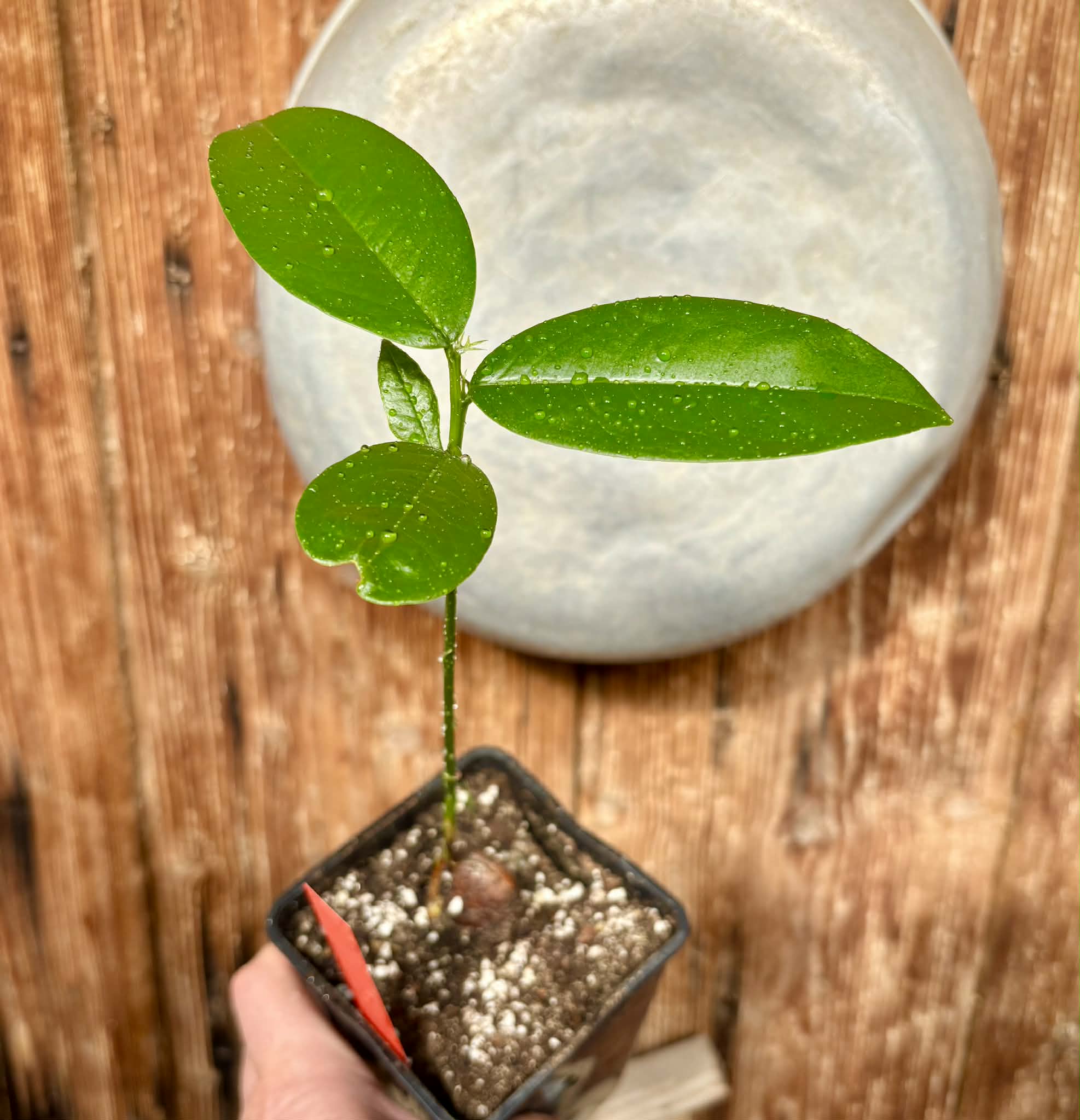 Zollernia ilicifolia - 1 potted seedling / 1 getopfter Sämling