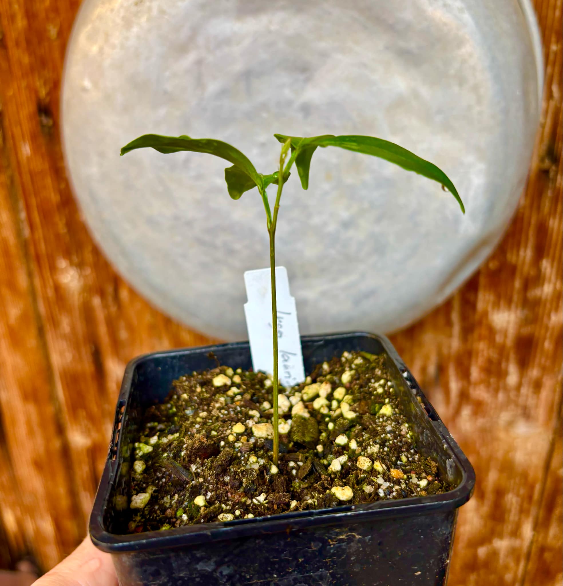 Inga laurina - 1 potted plant / 1 getopfte Pflanze Inga laurina - 1 potted plant / 1 getopfte Pflanze