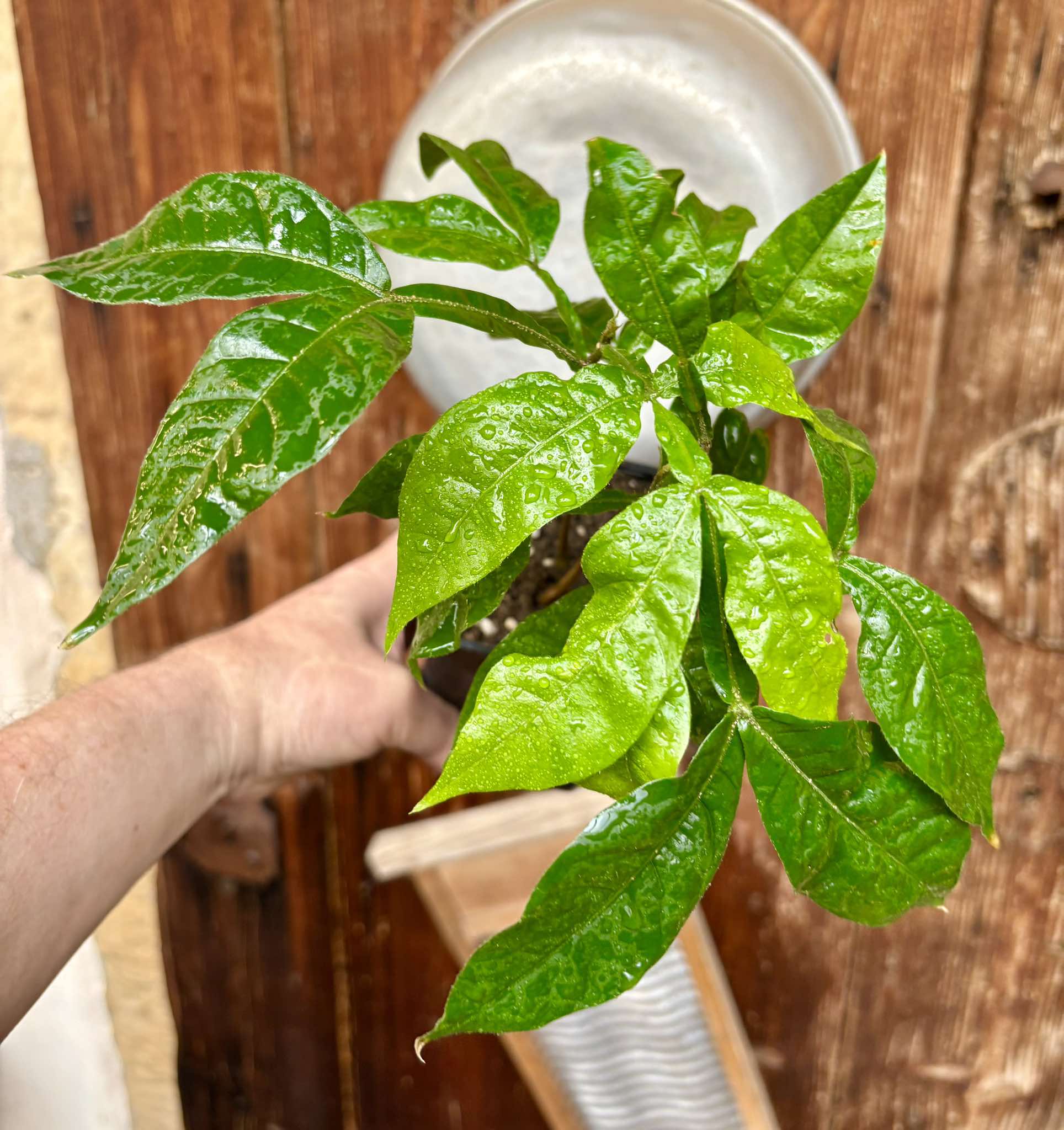 Inga feuilleei - Pacay Ice Cream Bean Nr. 2 - 1 potted plant / 1 getopfte Pflanze Inga feuilleei - Pacay Ice Cream Bean Nr. 2 - 1 potted plant / 1 getopfte Pflanze