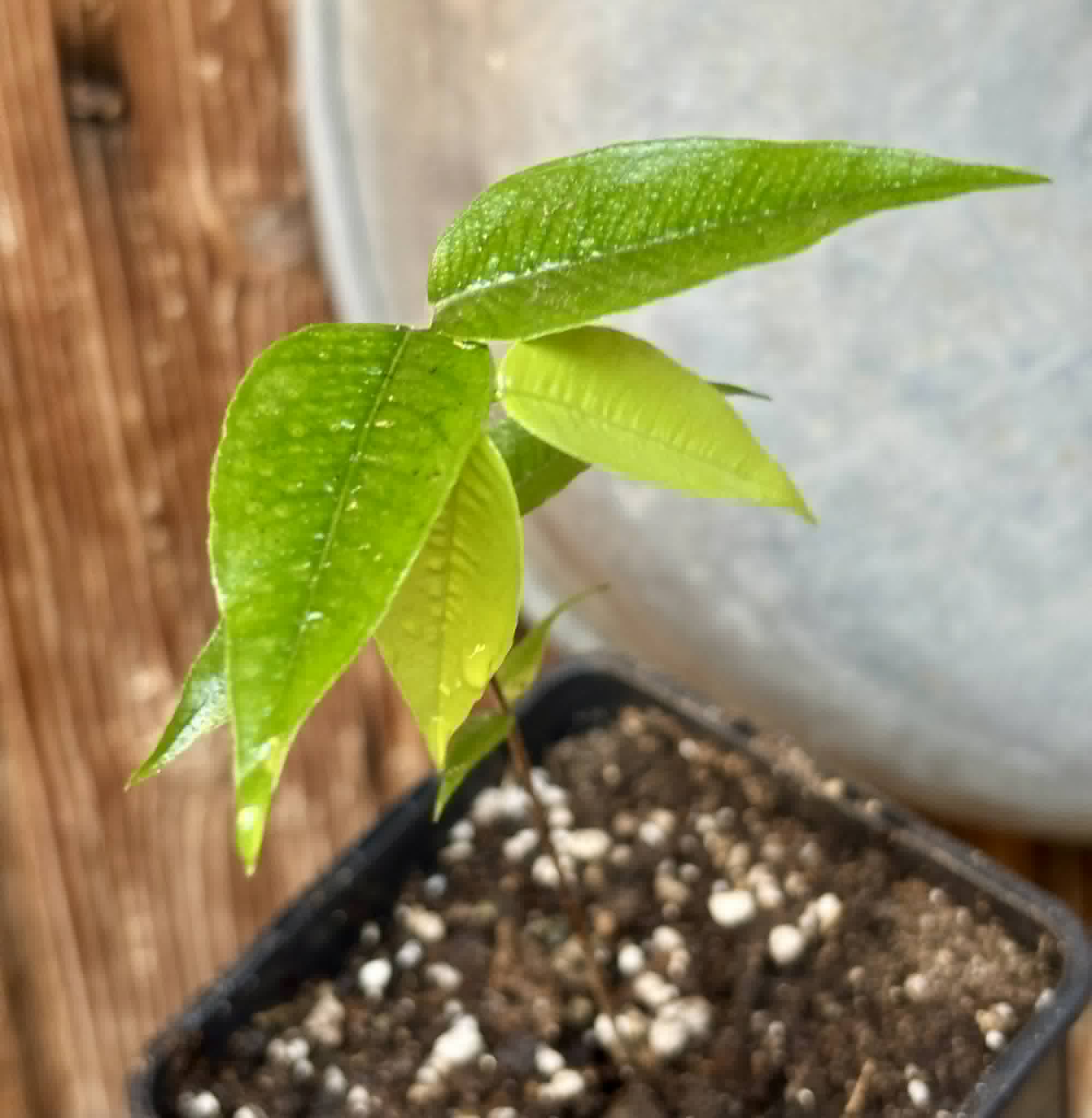 Myrciaria sp Jaboticaba - 1 potted seedling / 1 getopfter Sämling
