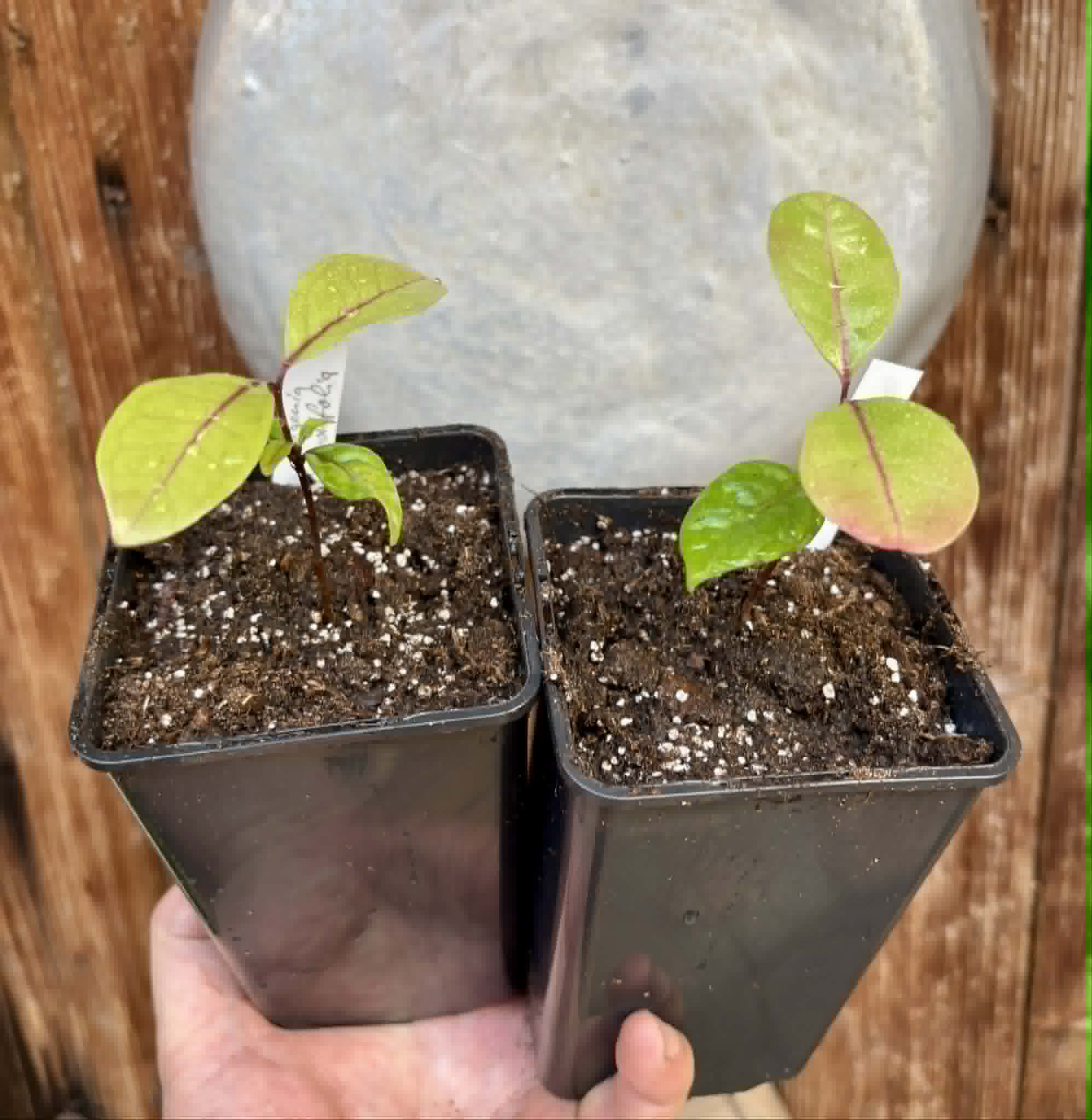 Eugenia rotundifolia var. Camamu - 1 potted seedling / 1 getopfter Sämling