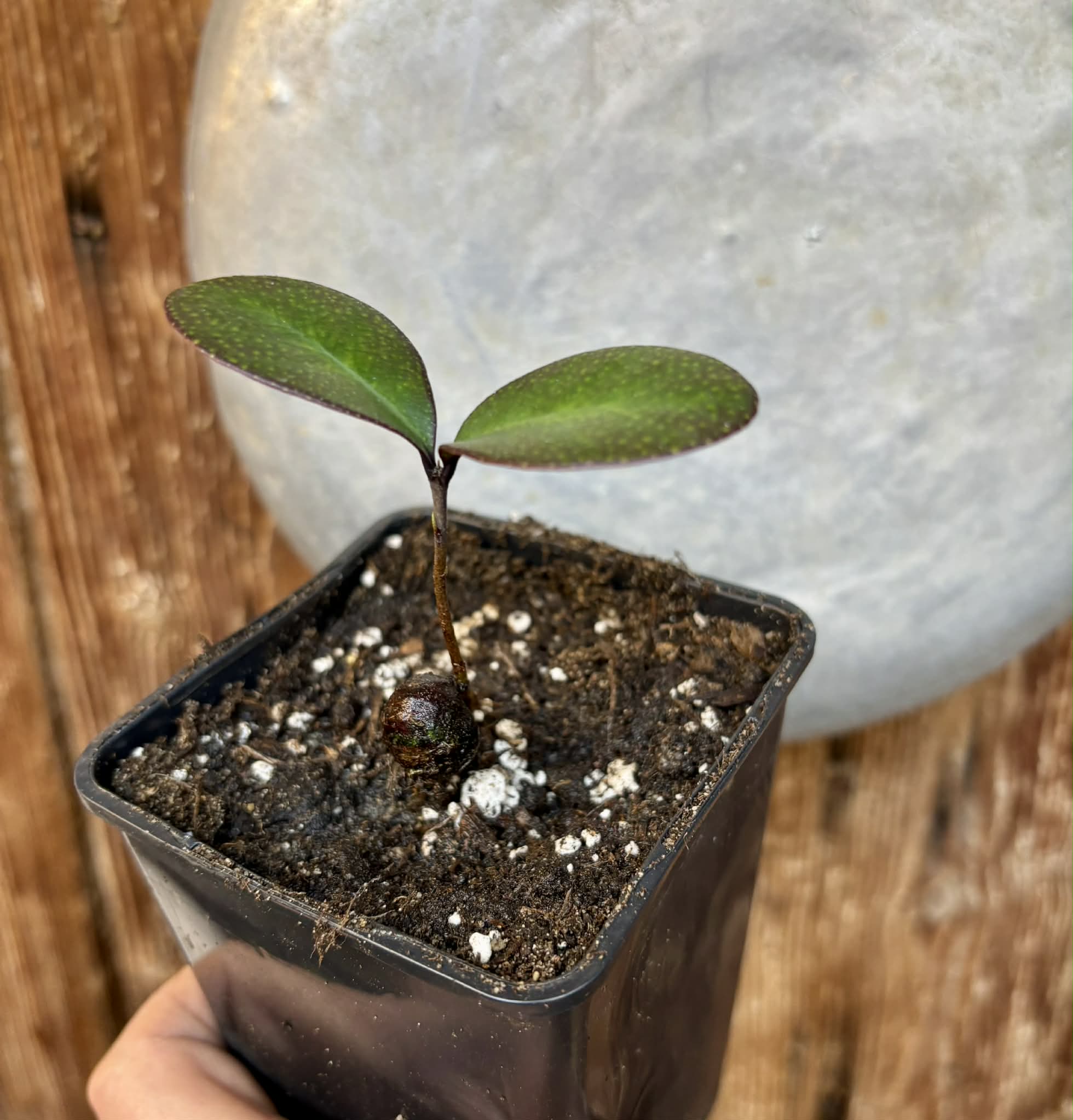 Eugenia sp Pindoca - 1 potted seedling / 1 getopfter Sämling