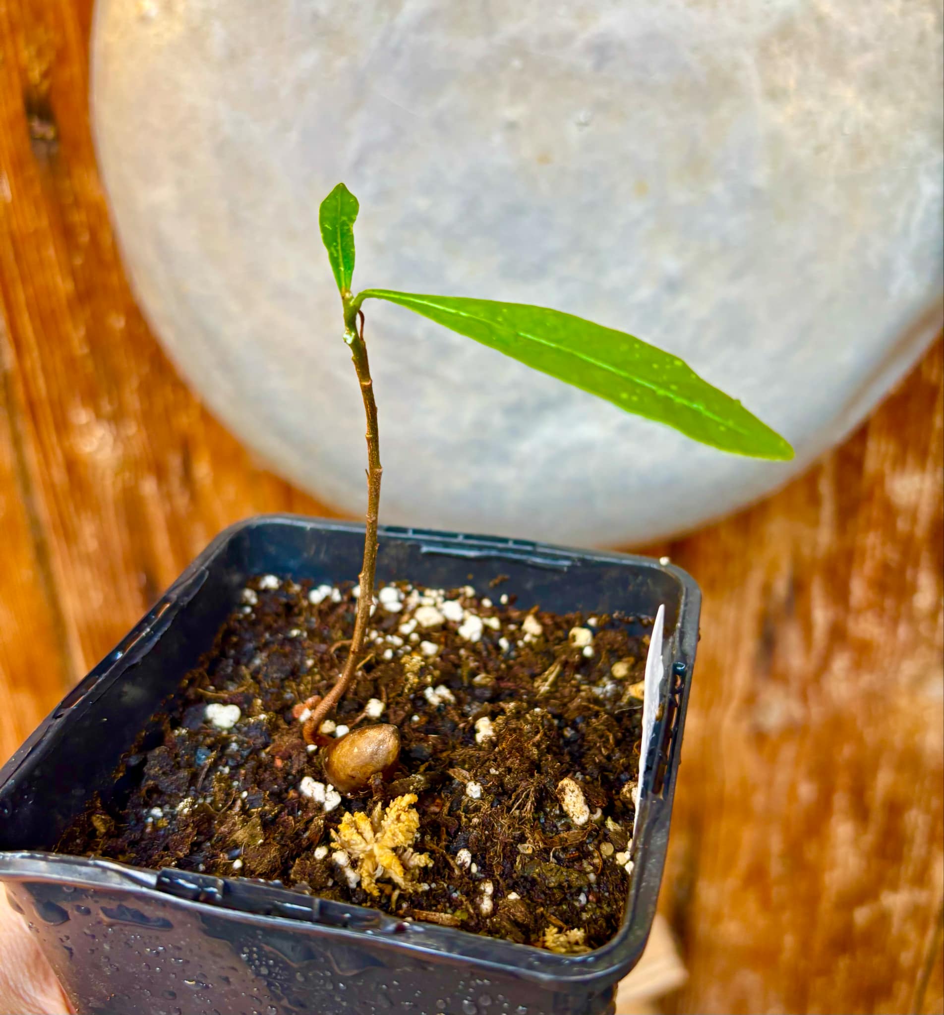 Pouteria sp Ajara - 1 potted plant / 1 getopfte Pflanze