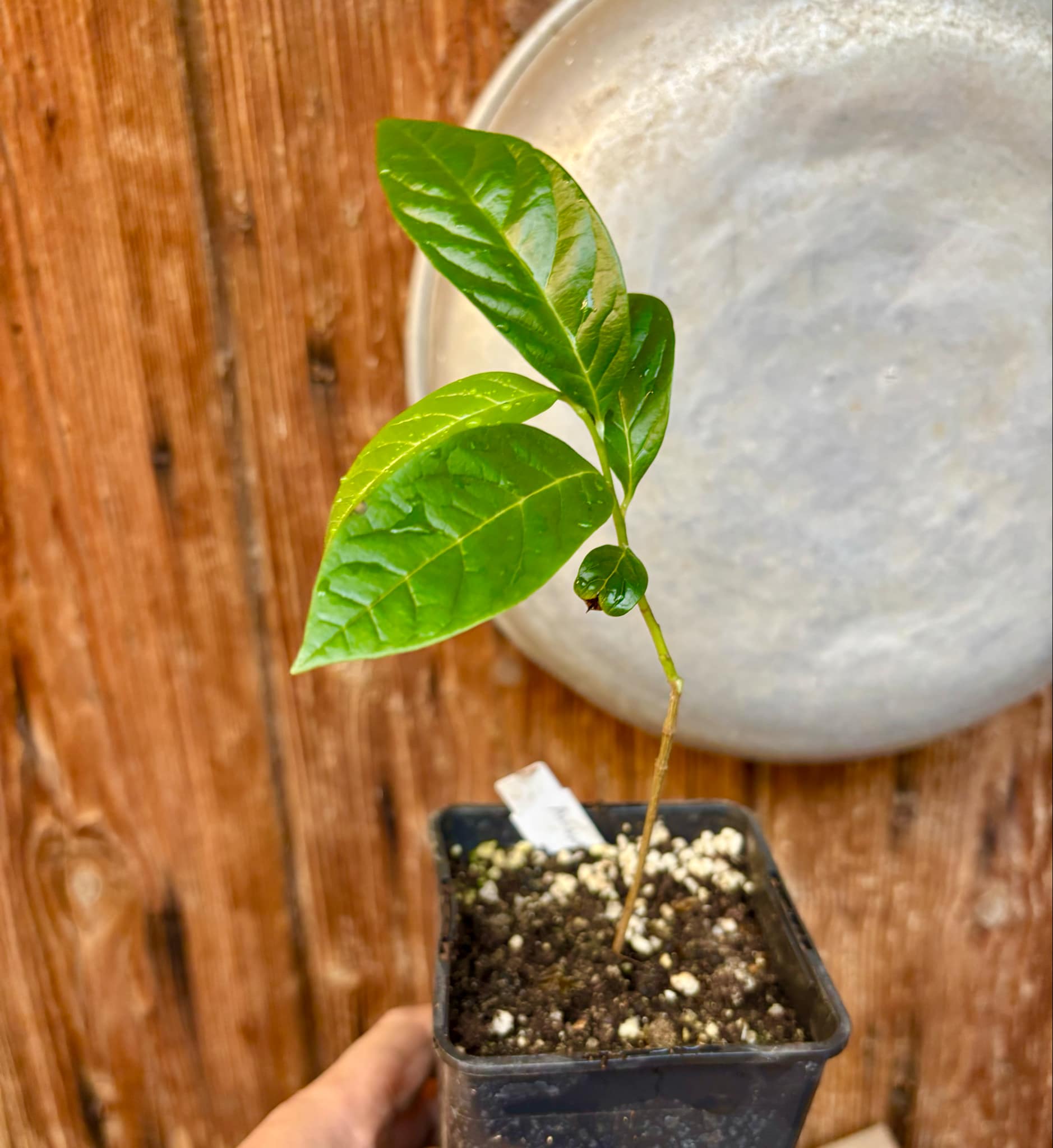 Annona reticulata big pink-red variety - 1 potted plant / 1 getopfte Pflanze