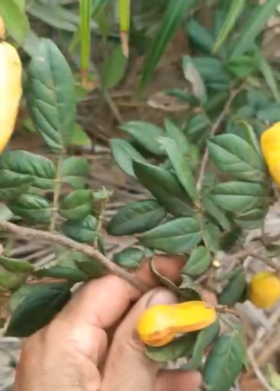 Inga sp Pequena -  1 potted plant / 1 getopfte Pflanze