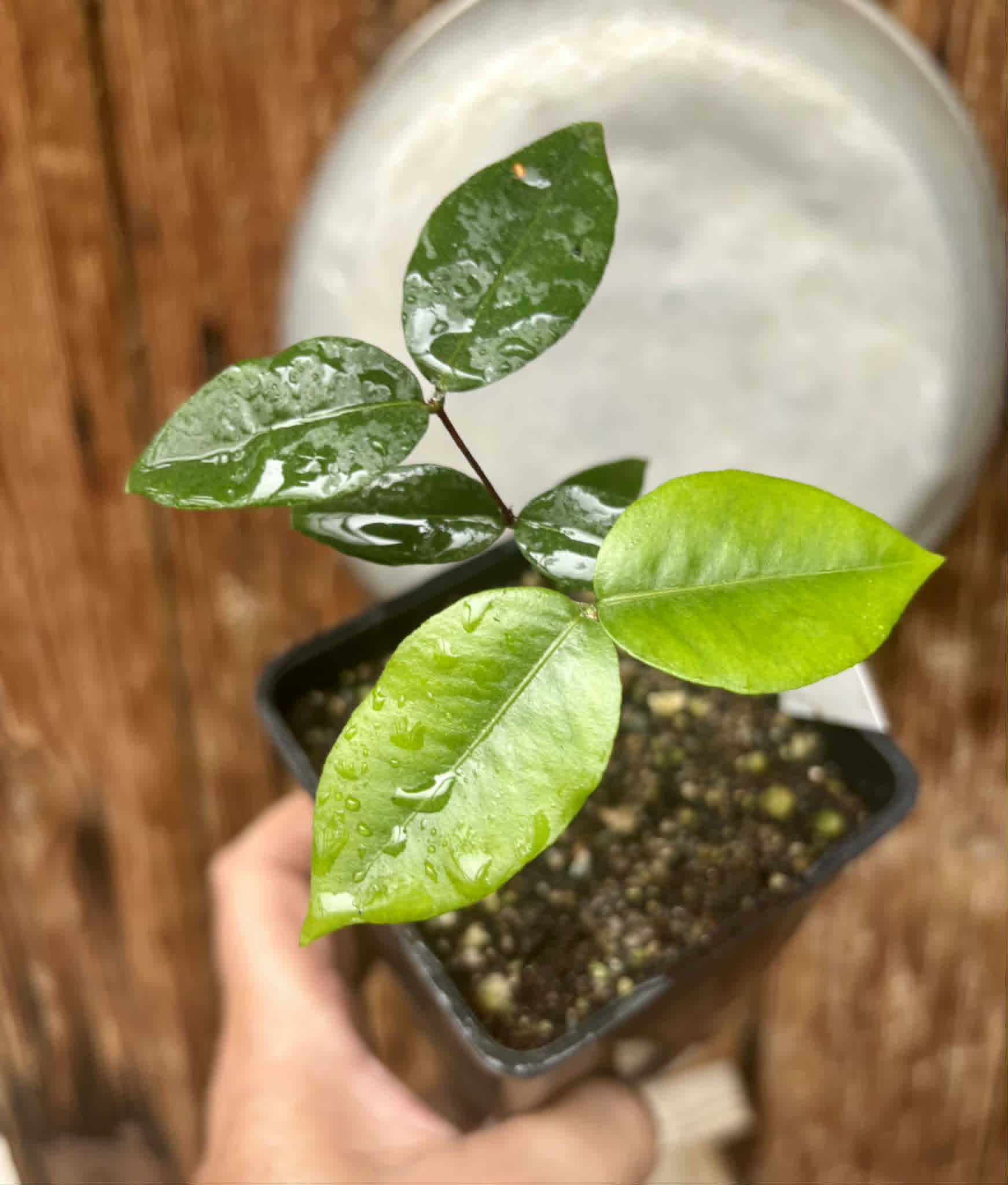 Neomitranthes obscura - 1 potted seedling/ 1 getopfter Sämling