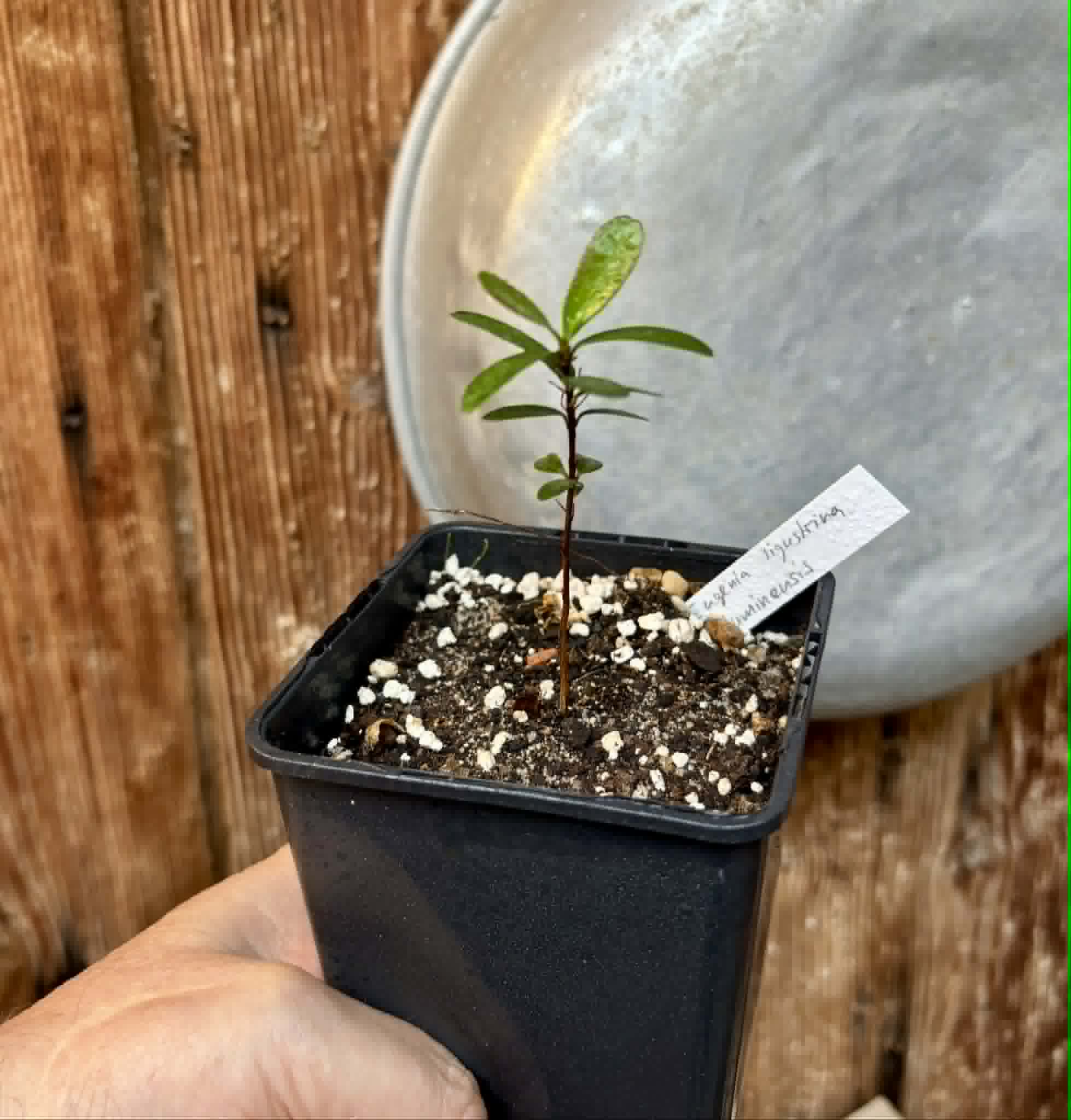 Eugenia ligustrina var. fluminensis - 1 potted seedling / 1 getopfter Sämling