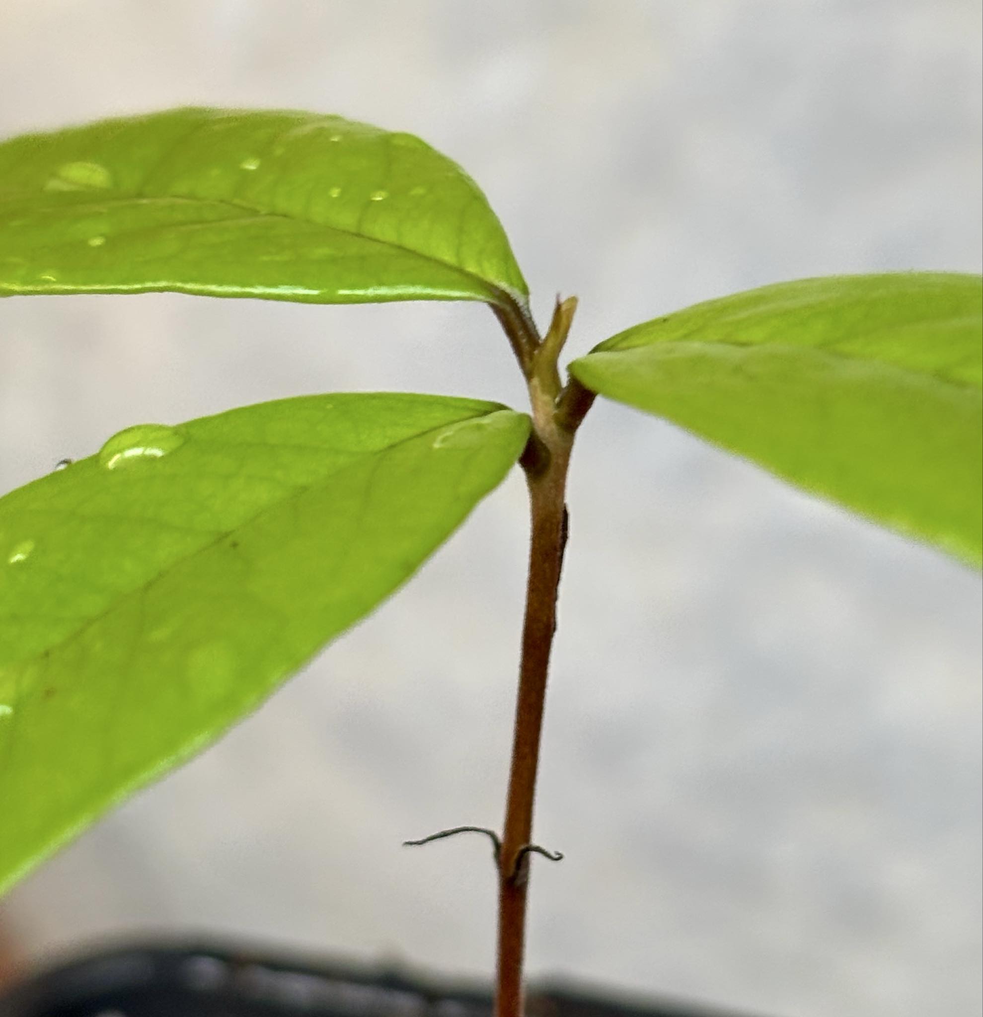 Eugenia sp Ametista - 1 potted seedling / 1 getopfter Sämling