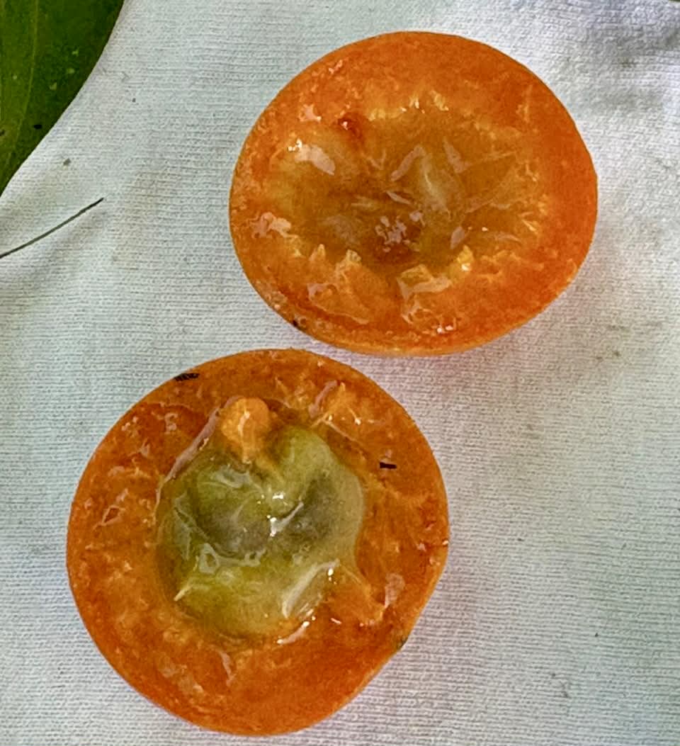 Myrciaria sp Pirangi - Rare exotic plant and seeds - Seltene exotische Pflanze und Samen