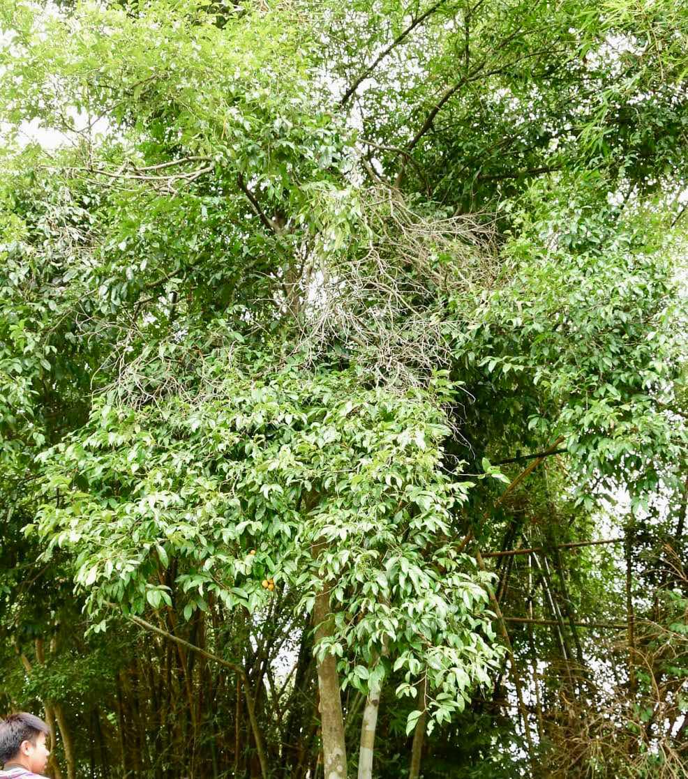 Malaysian Pawpaw - Alphonsea elliptica  - 1 potted plant / 1 getopfte Pflanze