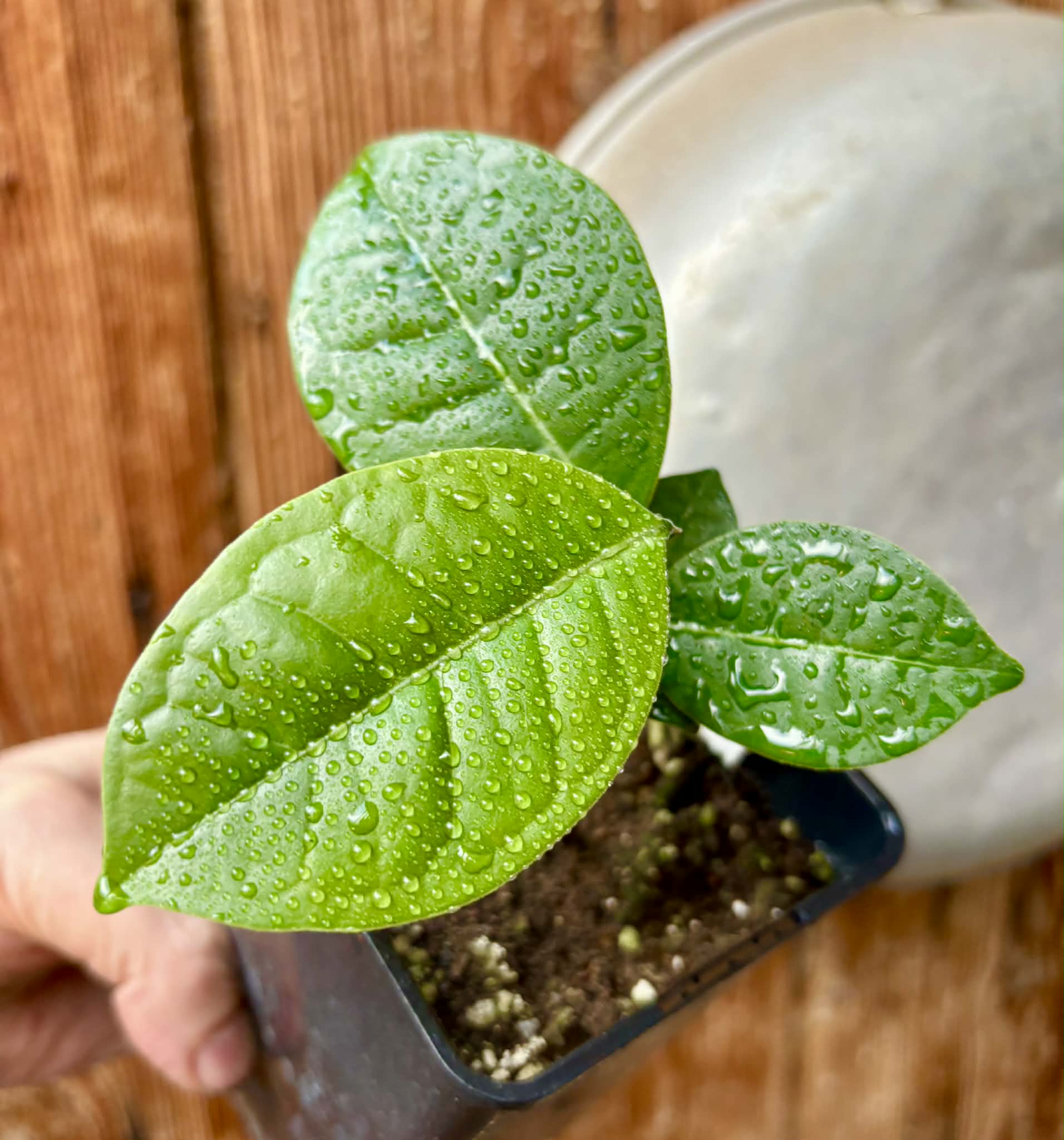 Eugenia sp Cheirosa Fruto Passado - 1 potted seedling / 1 getopfter Sämling