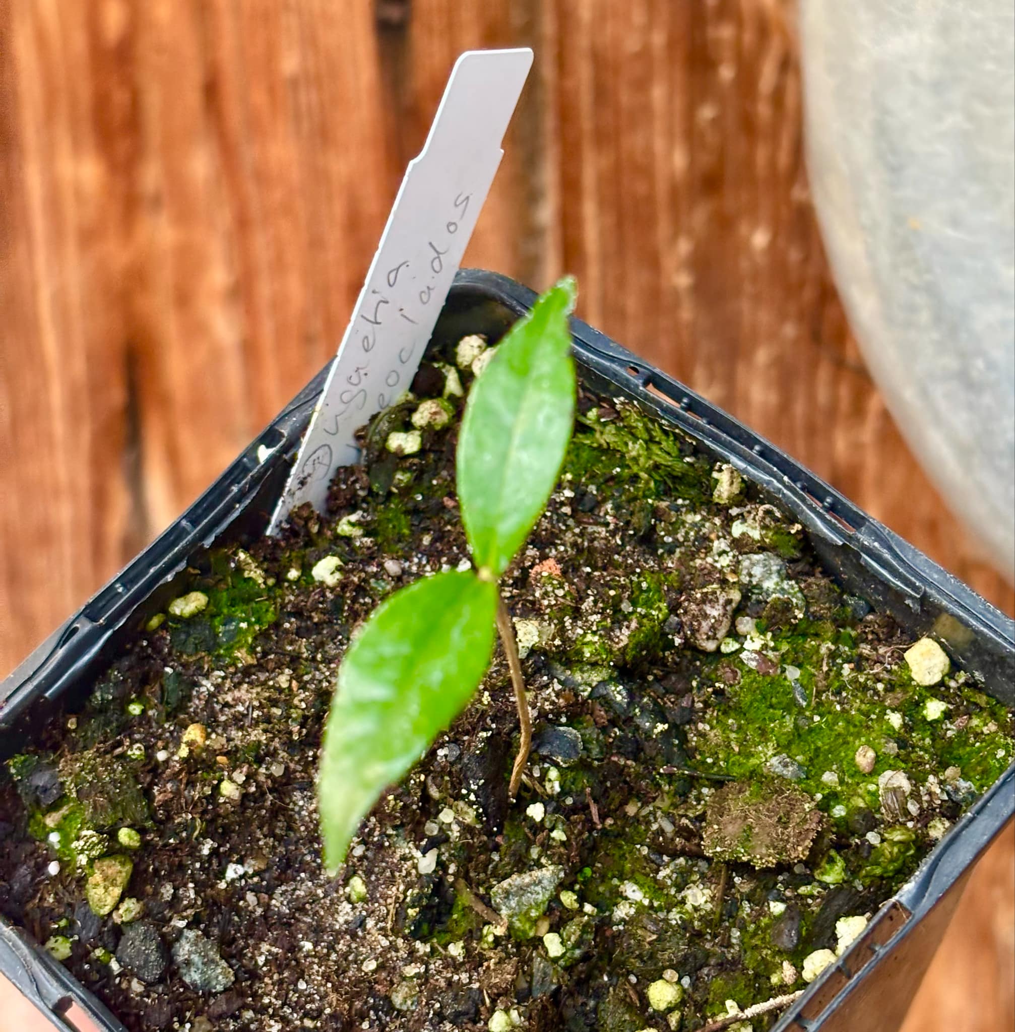 Duguetia phaeoclados - 1 small potted seedling / 1 kleiner, getopfter Sämling