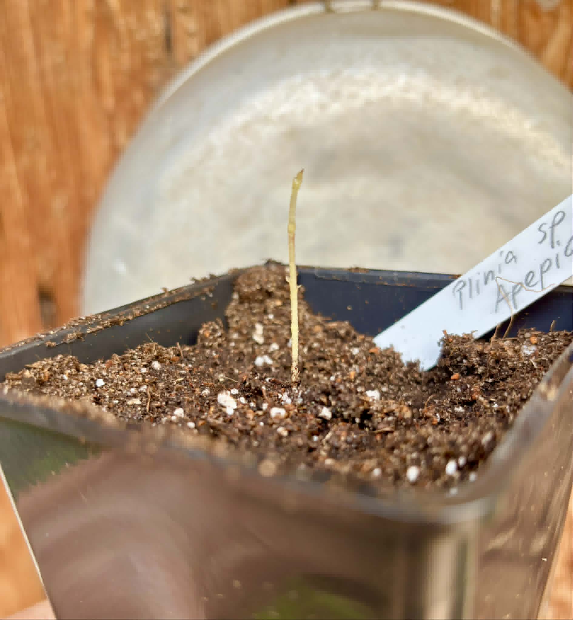 Plinia sp Apepique - 1 potted seedling / 1 getopfter Sämling