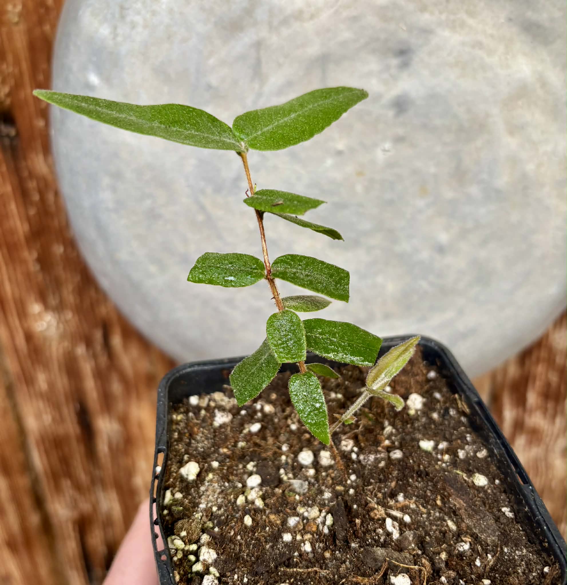 Myrciaria caerulescens (Roxa - Blue Guaquiea) - 1 potted seedling / 1 getopfter Sämling