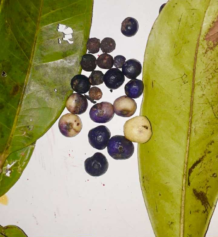 Eugenia sp cauliflor Rondonia - 1 fresh seed / 1 frischer Samen