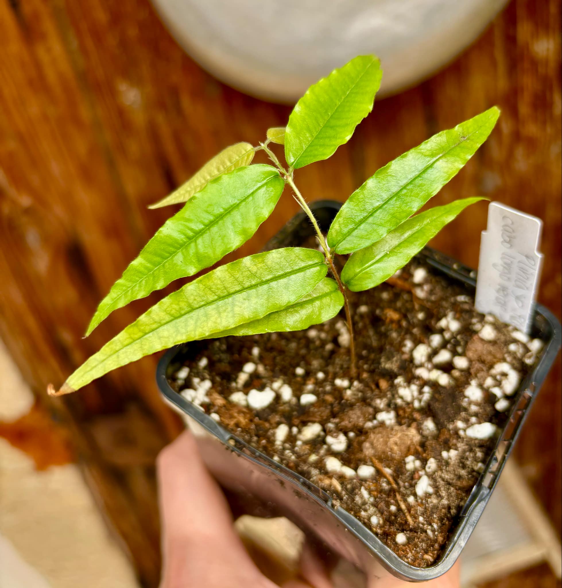 Plinia sp Rajada Cabo longo verde Tupinamba - Jaboticaba - 1 small potted seedling / 1 kleiner, getopfter Sämling Plinia sp Rajada Cabo longo verde Tupinamba - Jaboticaba - 1 small potted seedling / 1 kleiner, getopfter Sämling