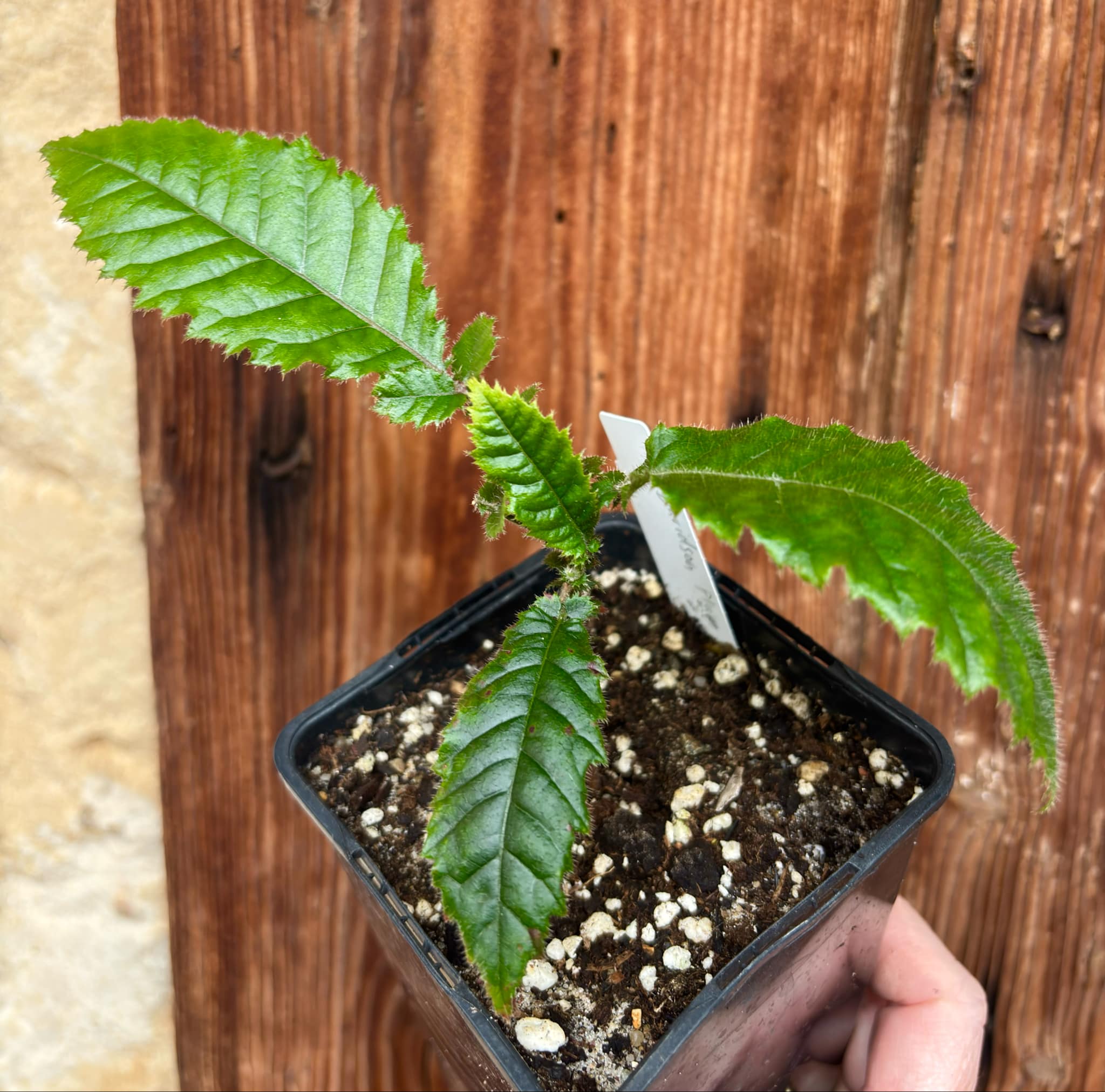 Davidson Plum (Davidsonia jerseyana) - 1 potted plant / 1 getopfte Pflanze 