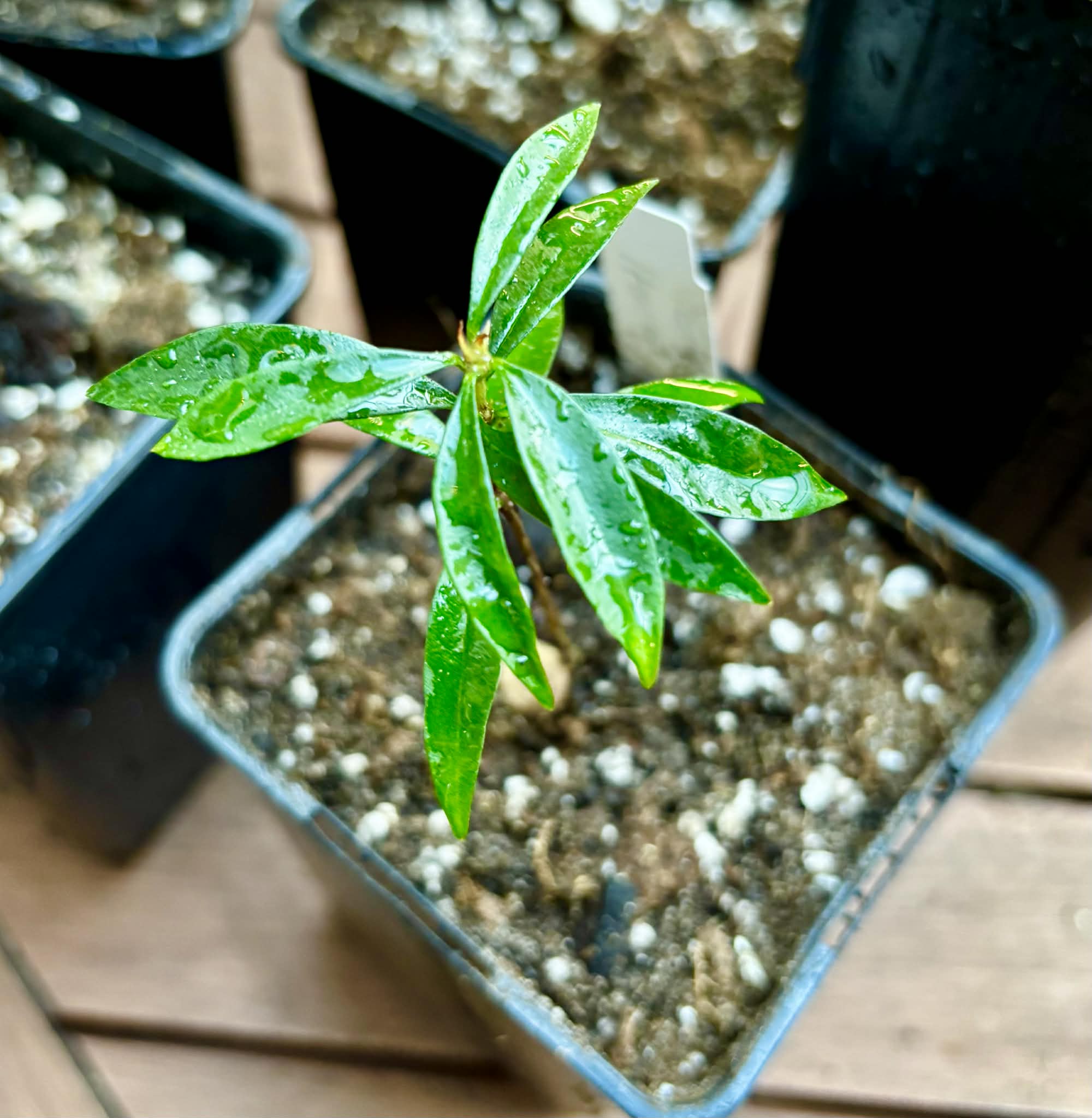 Collection of 5 rare exotic fruit plants -  5 different potted plants / 5 verschiedene, getopfte Pflanzen