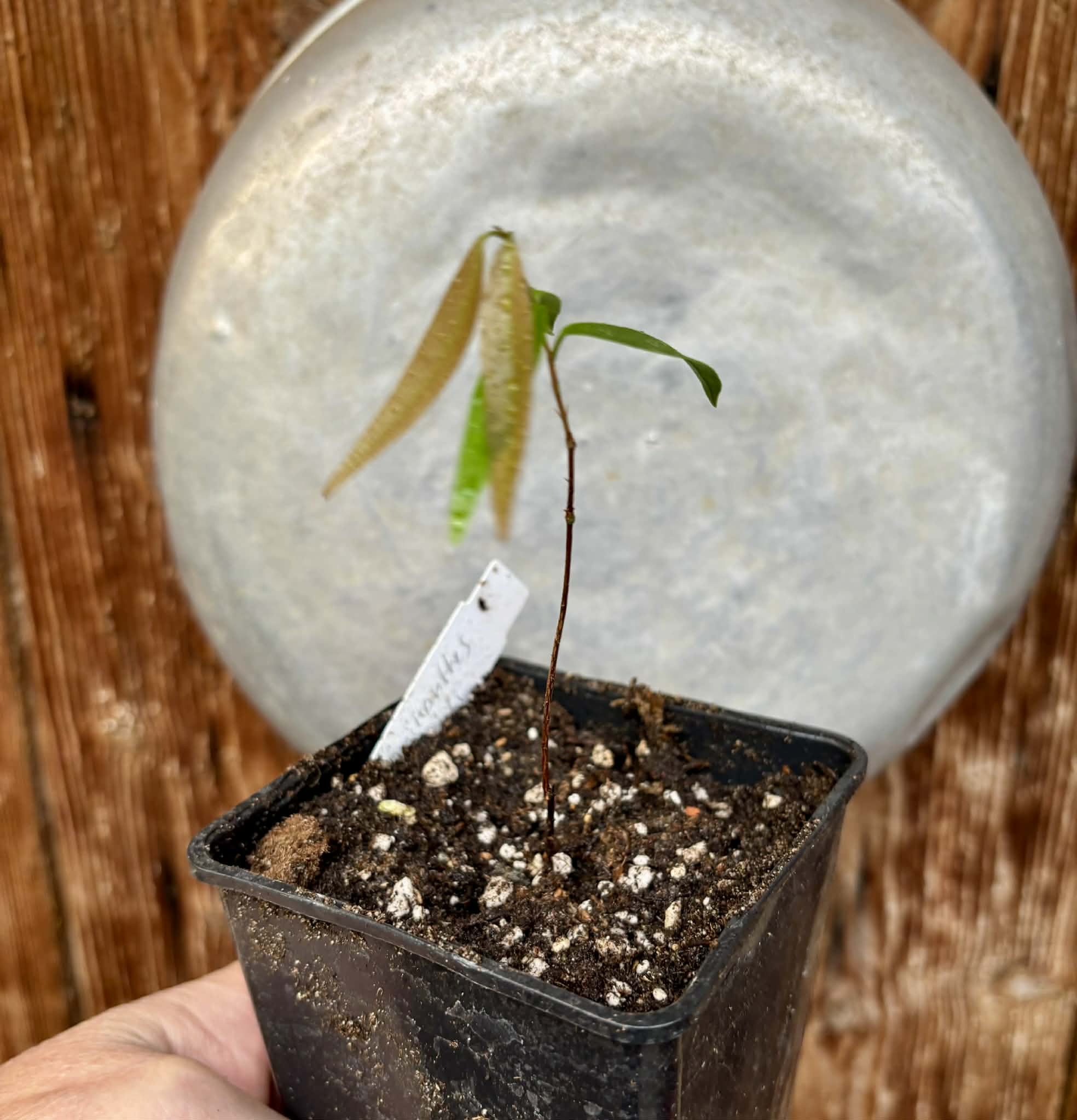 Neomitranthes sp Rubi - 1 potted seedling / 1 getopfter Sämling