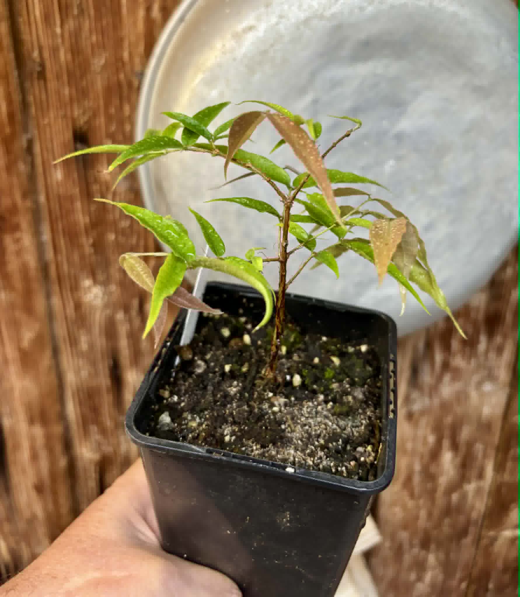 Plinia sp Cabo longo Sao Joao -  1 potted seedling / 1  getopfter Sämling