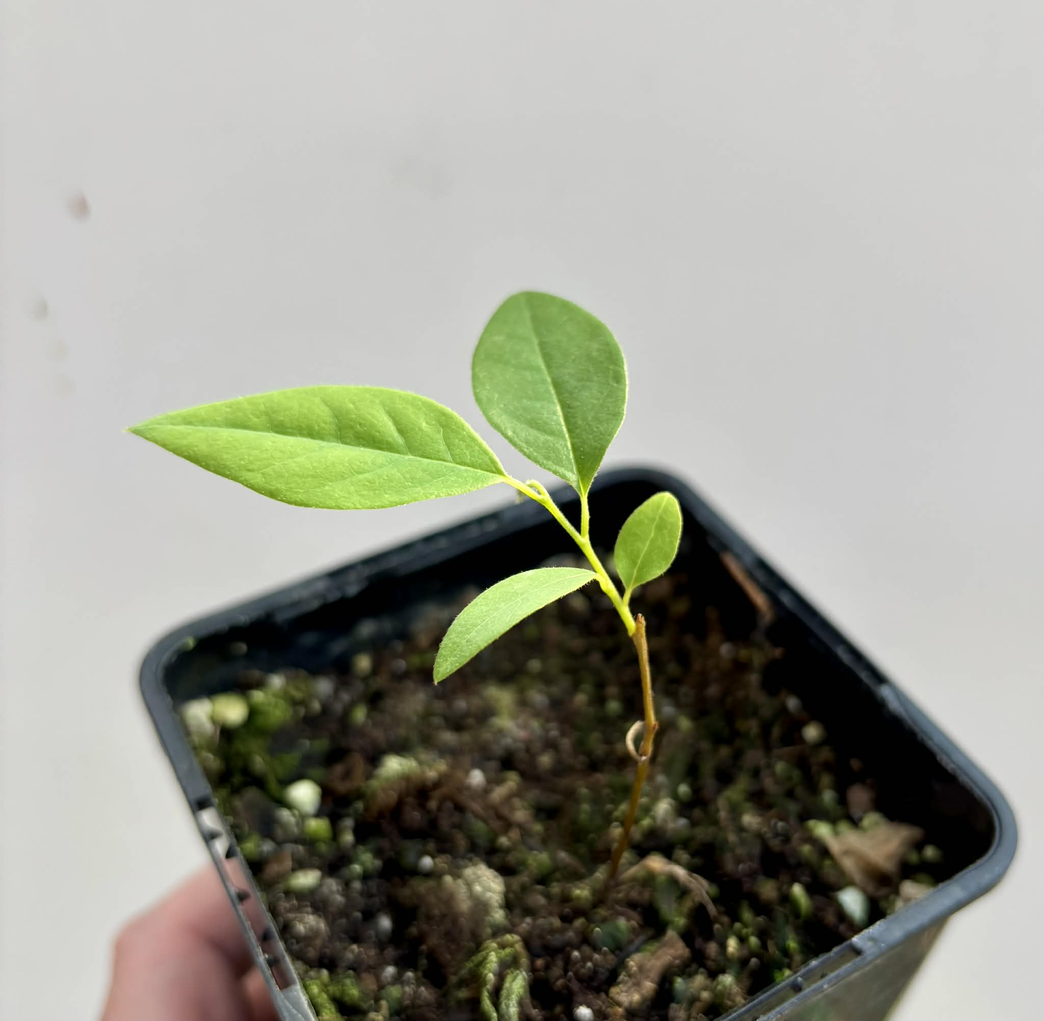 Annona rensoniana  - 1 potted seedling / 1 getopfter Sämling