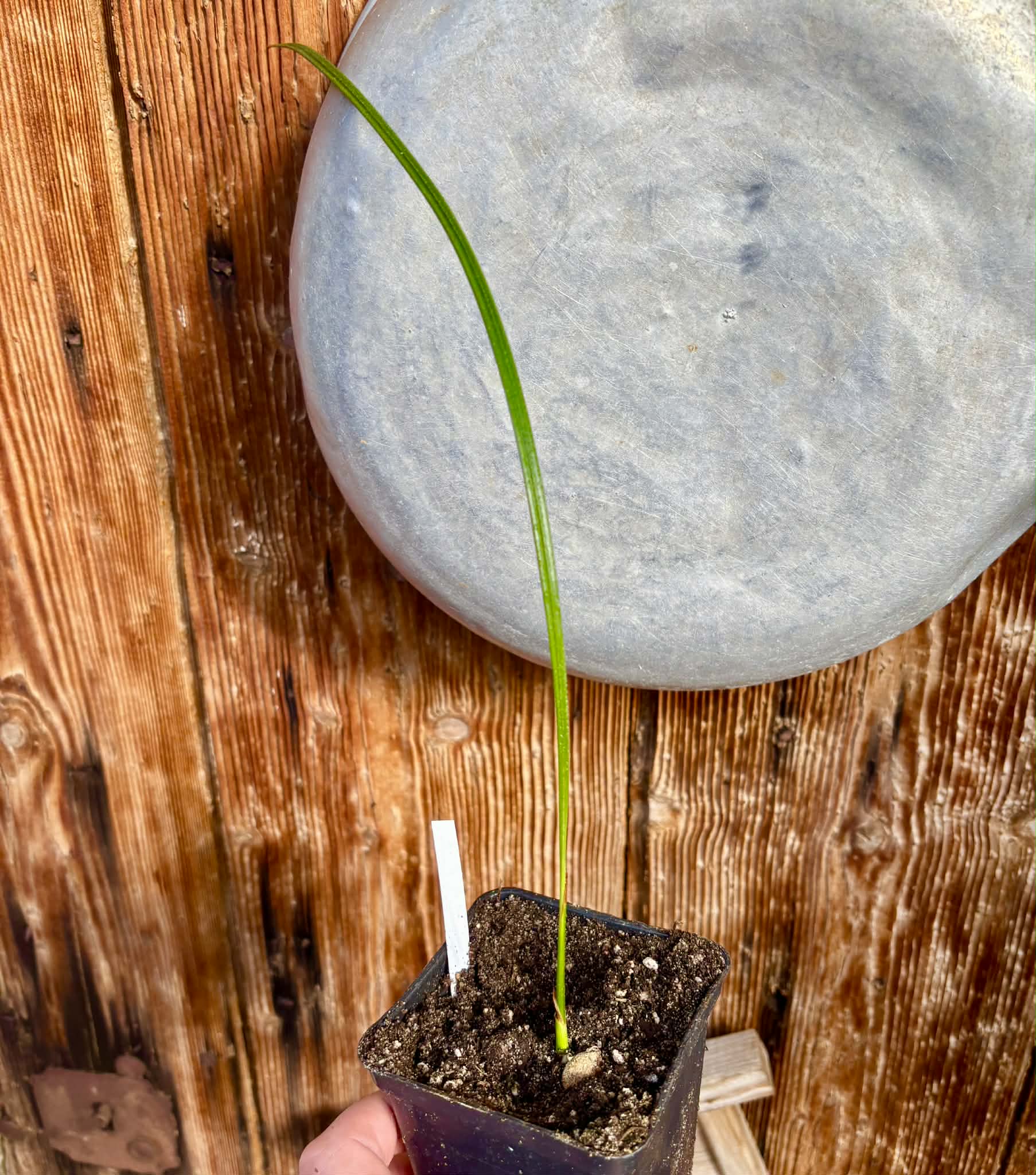 Jelly Palm (Butia odorata) -  1 potted plant / 1 getopfte Pflanze