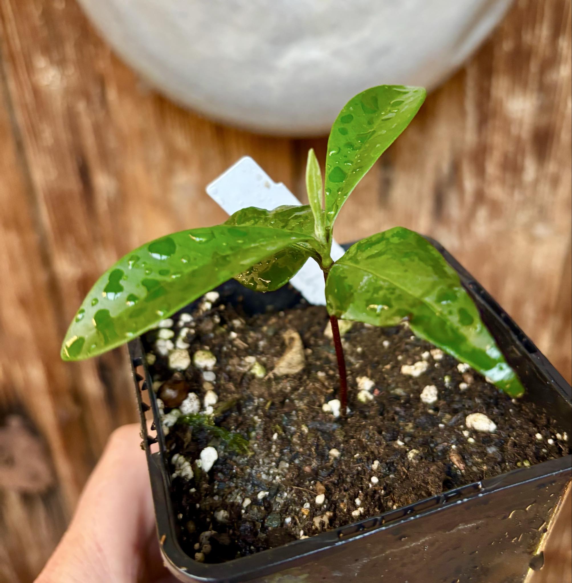 Myrcia sp Jaboticaba Bahia -  1 small potted seedling / 1 kleiner, getopfter Sämling