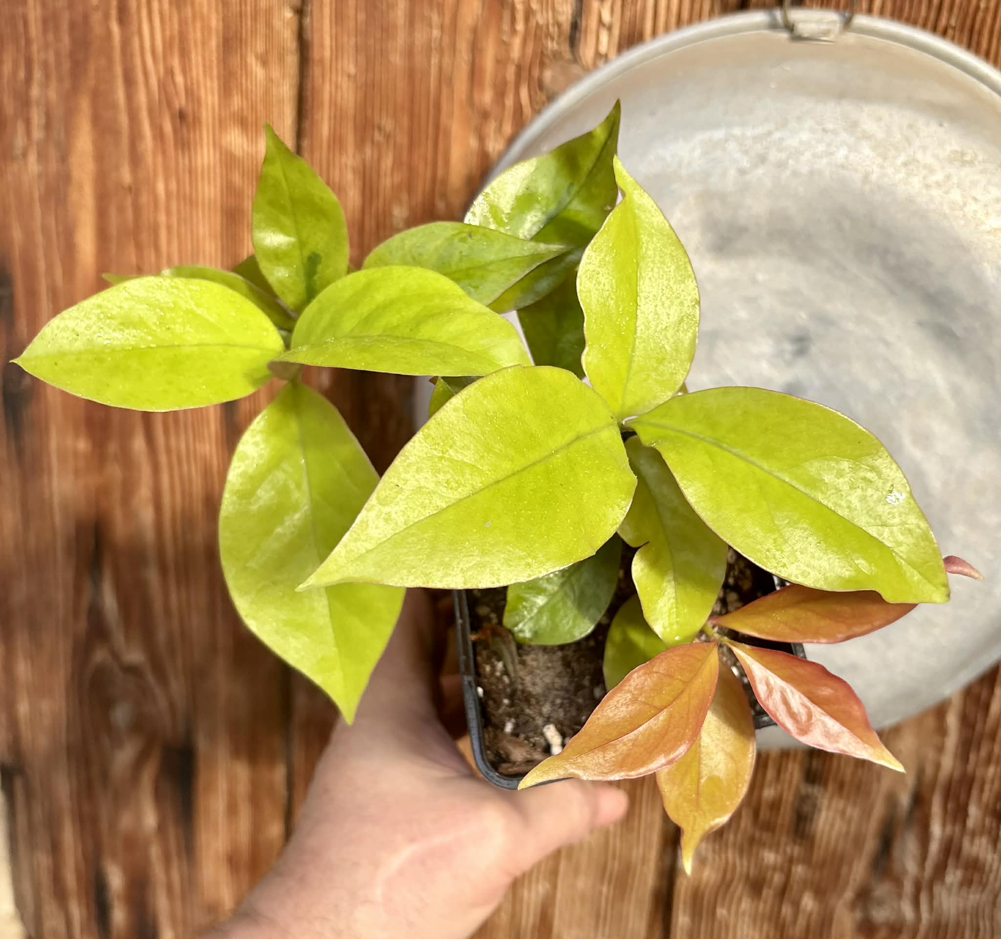 Pereskia aculeata var. godseffiana (Barbados Gooseberry) - 1 potted plant / 1 getopfte Pflanze
