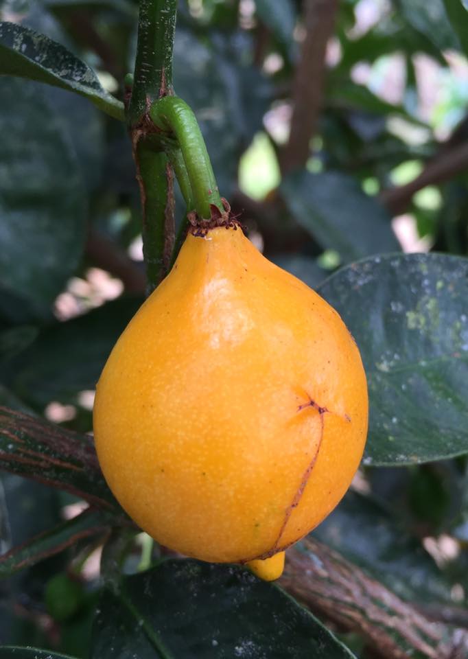 Garcinia brasiliensis - Bacupari -  1 fresh seed / 1 frischer Samen