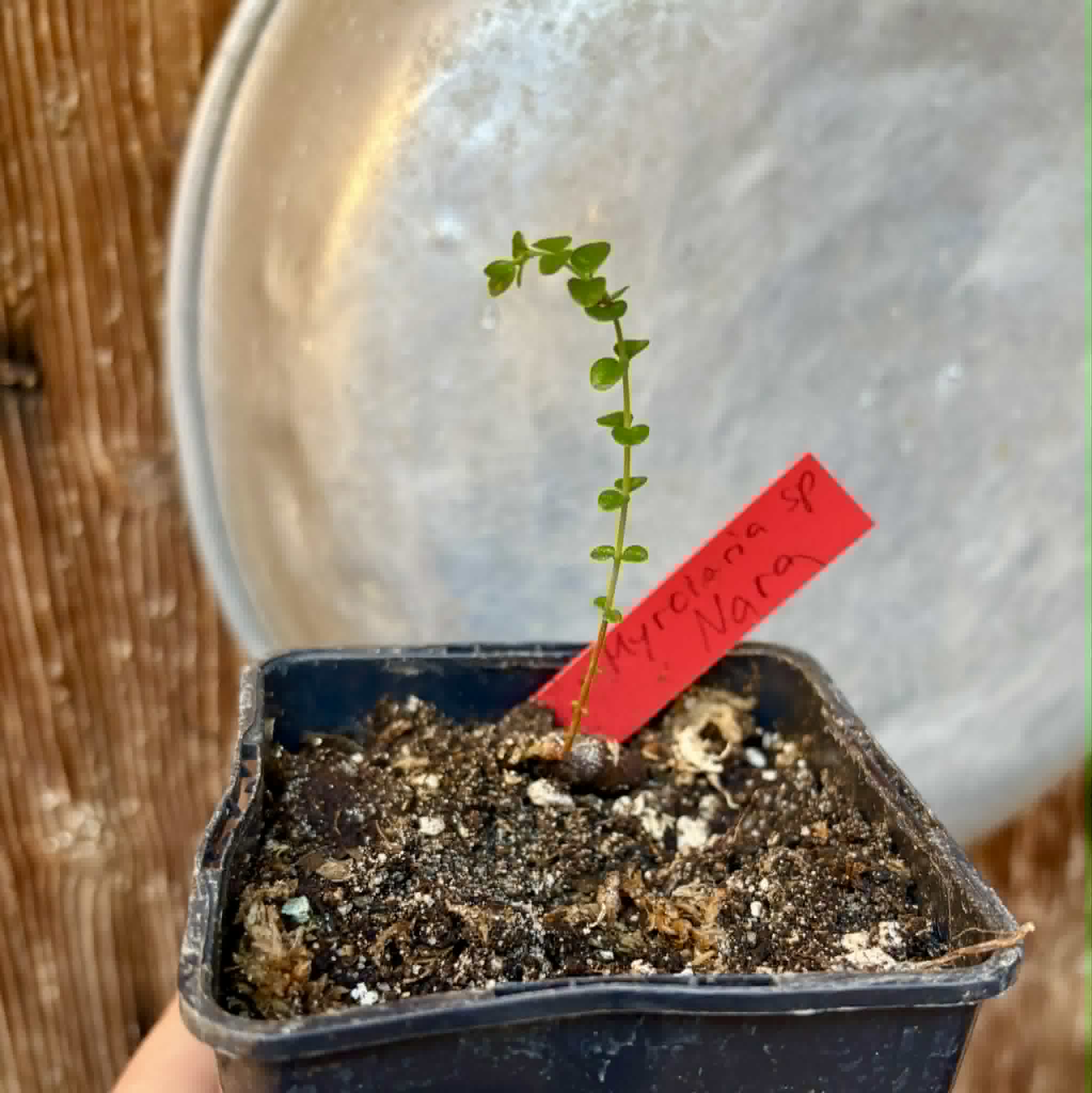 Myrciaria sp Nara -  1 potted seedling / 1 getopfter Sämling