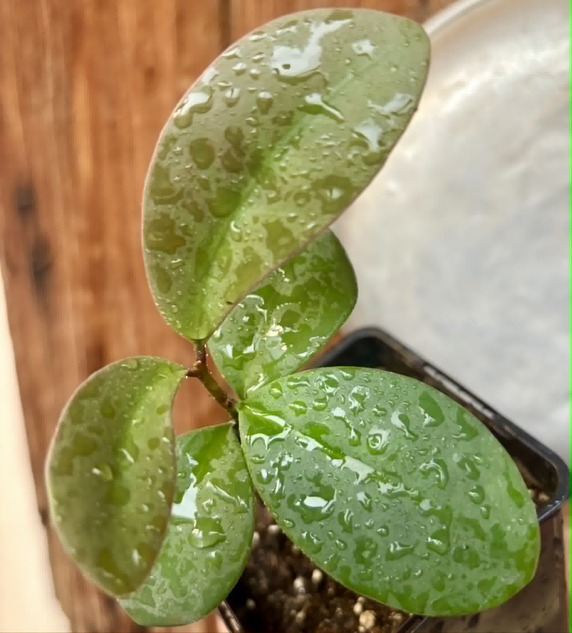 Eugenia sp Unana -  1 potted seedling / 1 getopfter Sämling