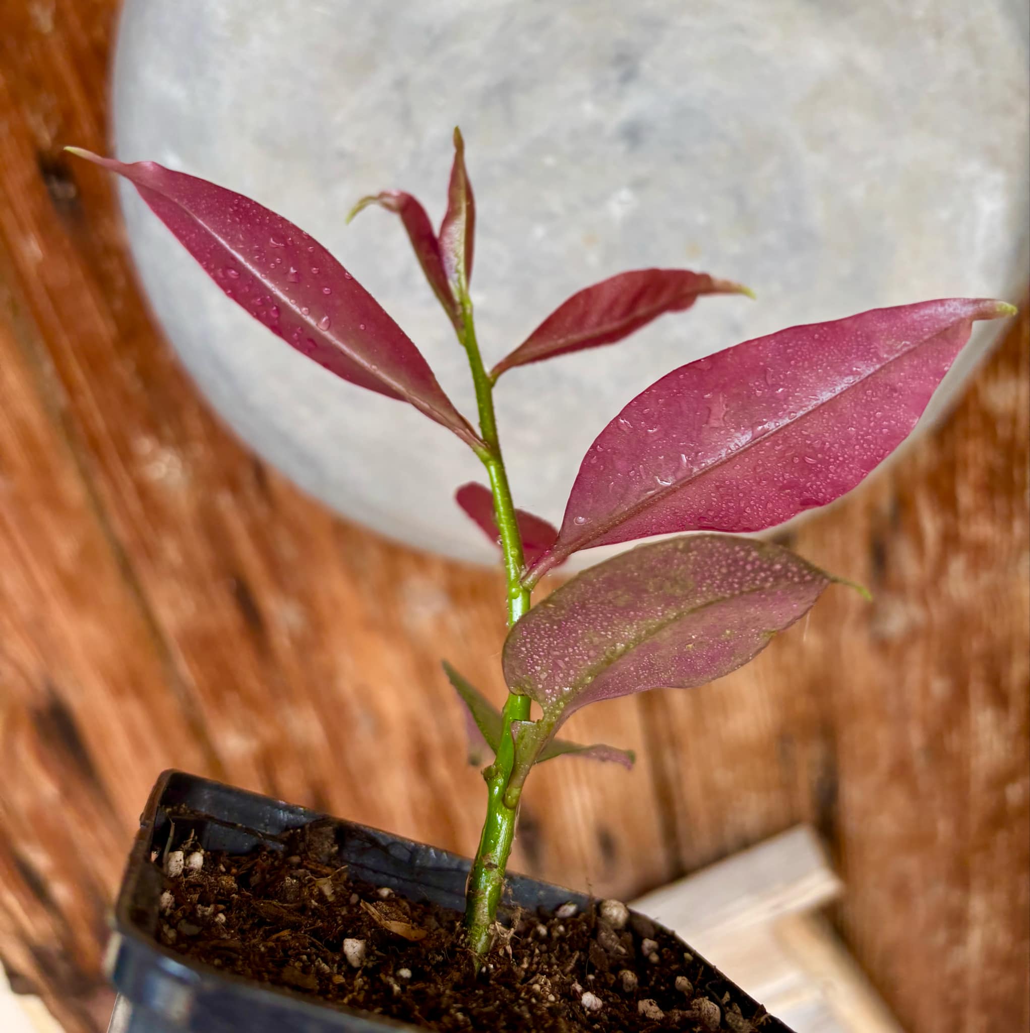 Rooted cutting - Pereskia bleo - Leuenbergeria bleo - 1 potted plant / 1 getopfte Pflanze
