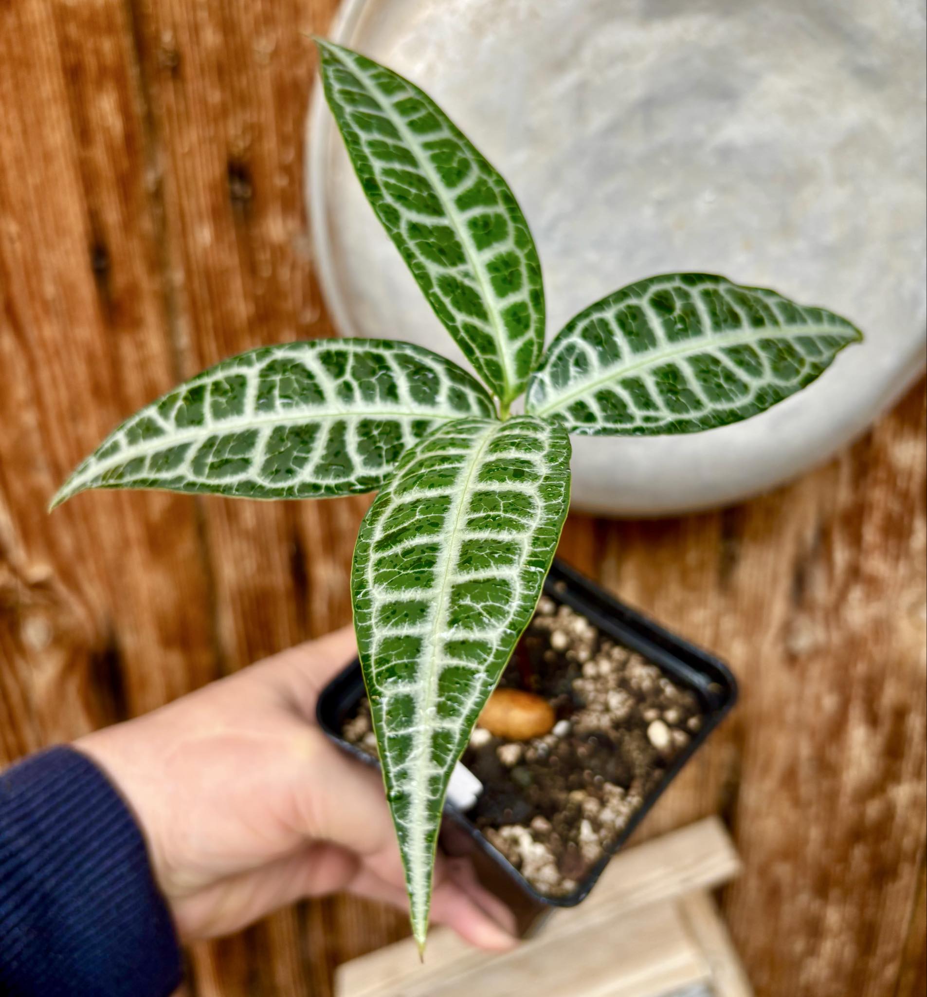 Eugenia sp Labisia Nr. B -  1 potted plant / 1 getopfte Pflanze