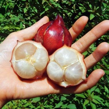 Pre Order - Red Star Fruit (Baccaurea angulata) - 1 fresh seed / 1 frischer Samen