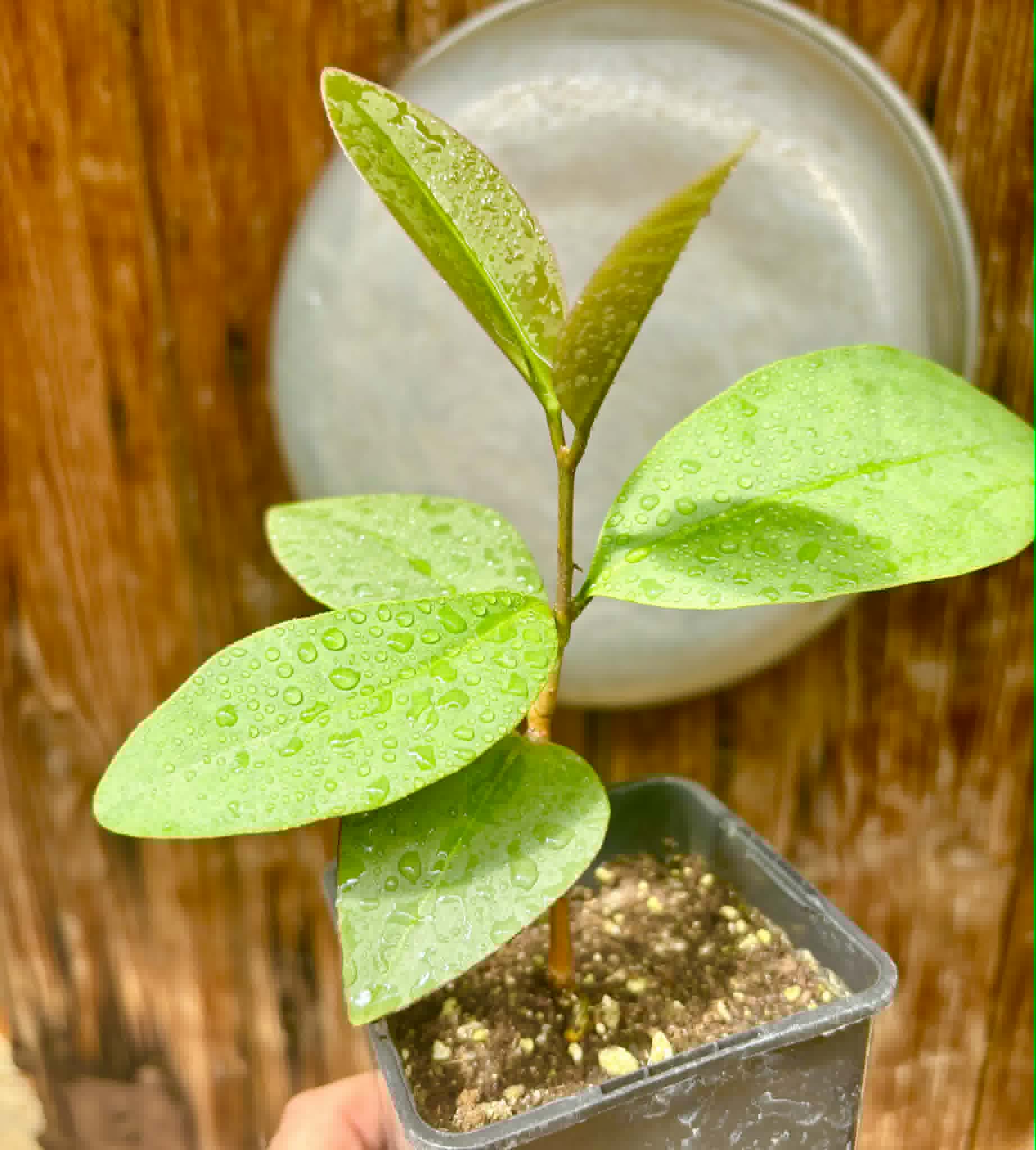 Eugenia sp Unana -  1 potted seedling / 1 getopfter Sämling