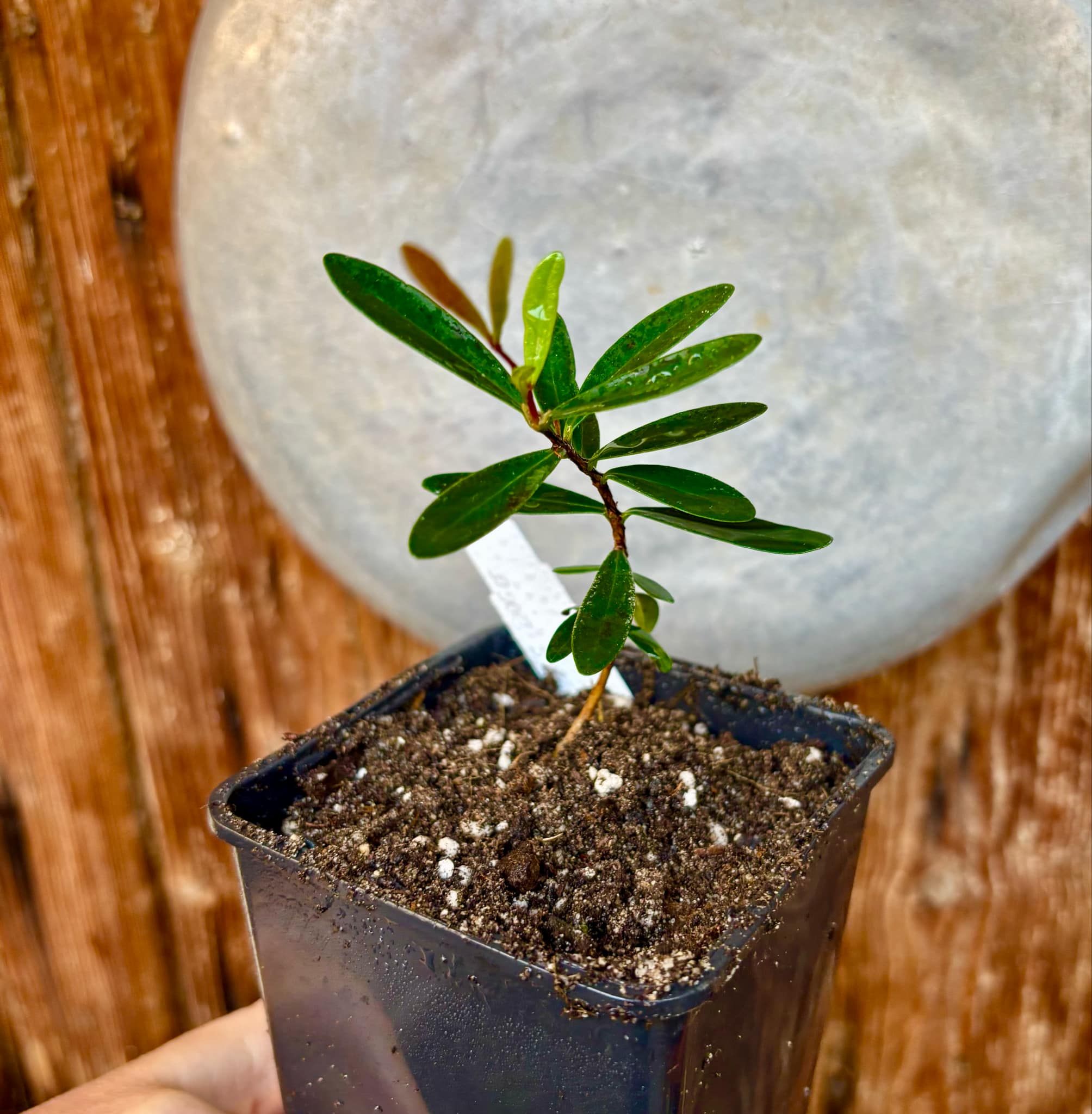 CEREJINHA DE JAGUARIÚNA - Eugenia punicifolia var. Oncas Doce - 1 potted plant / 1 getopfte Pflanze