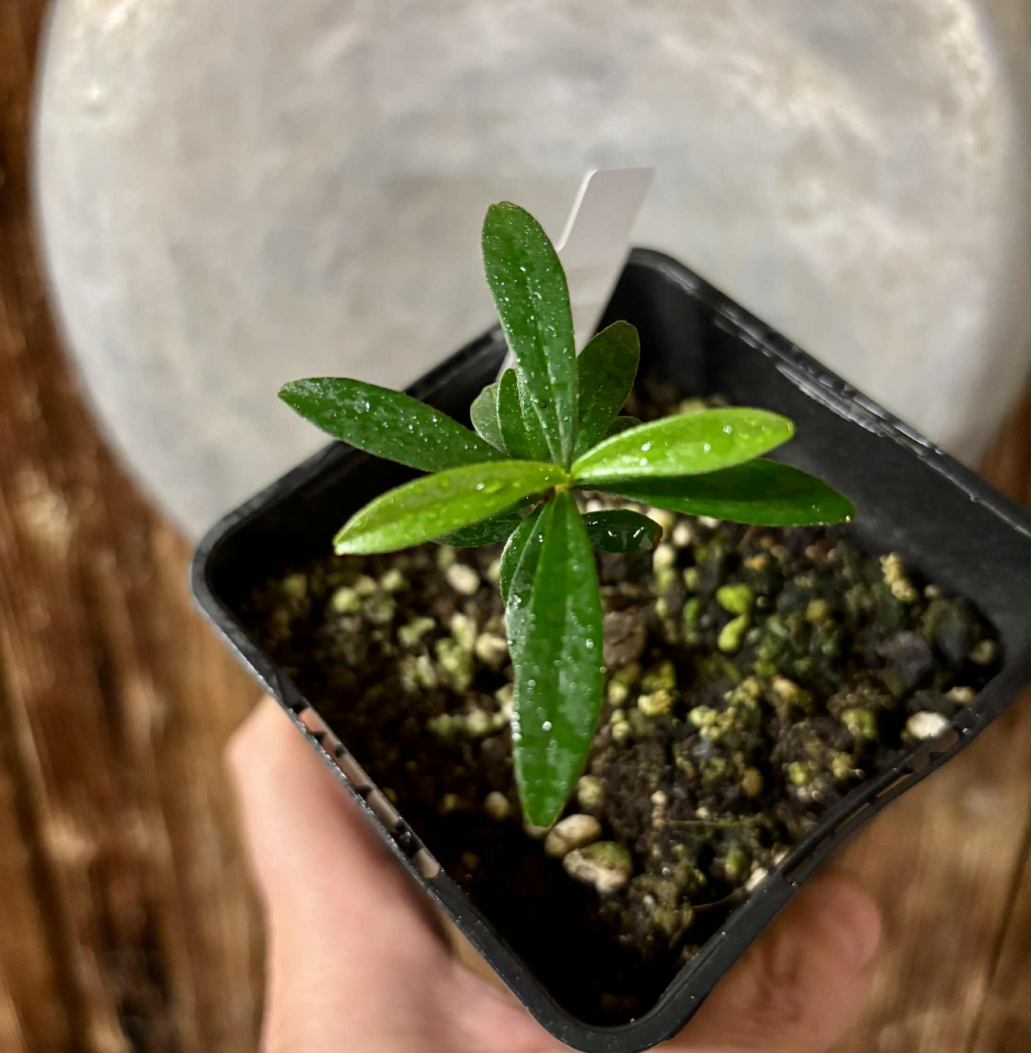 Pitomba (Eugenia luschnathiana) - 1 potted plant / 1 getopfte Pflanze