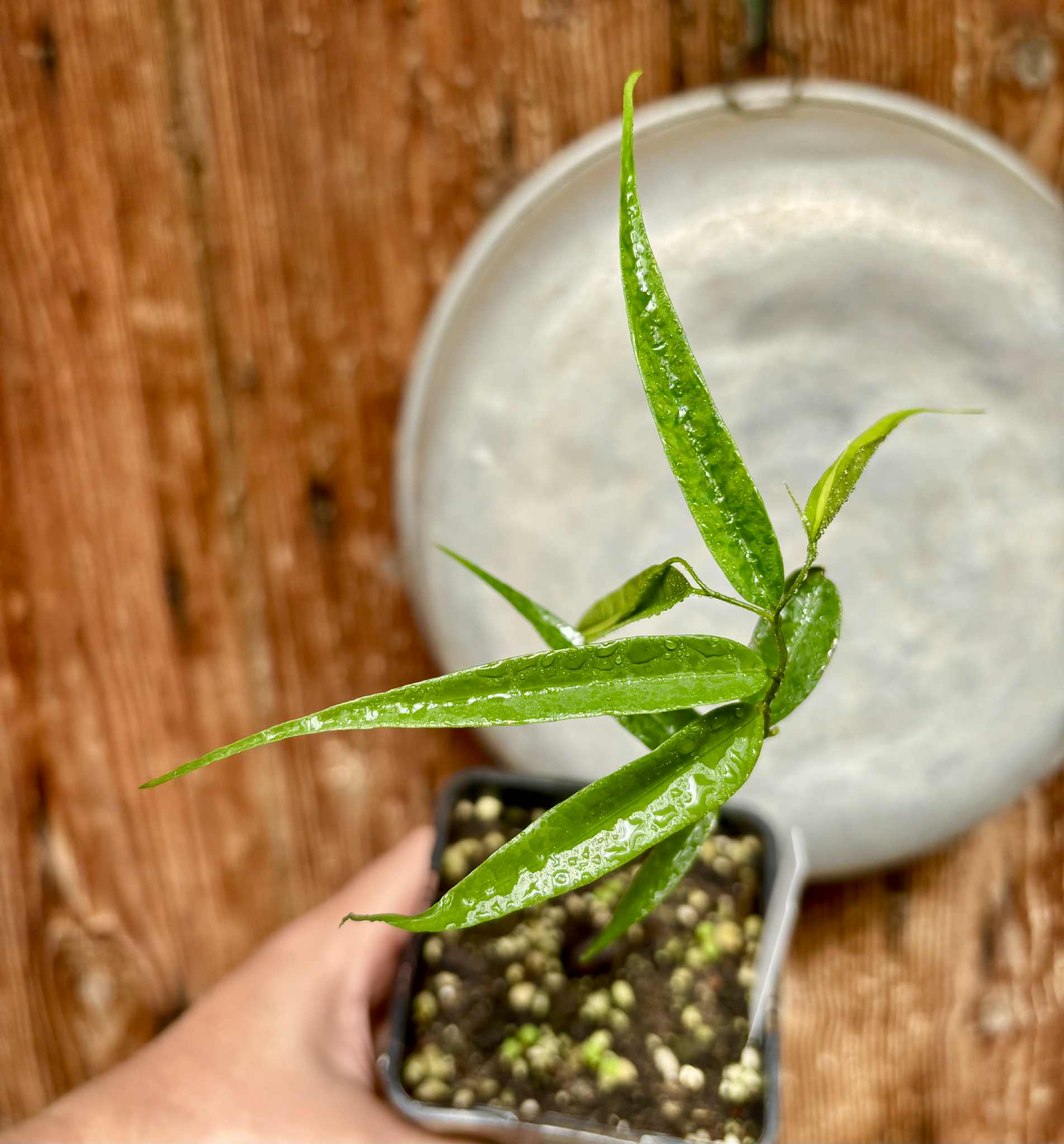 Pseudoxandra bahiensis - 1 small potted plant / 1 kleine getopfte Pflanze