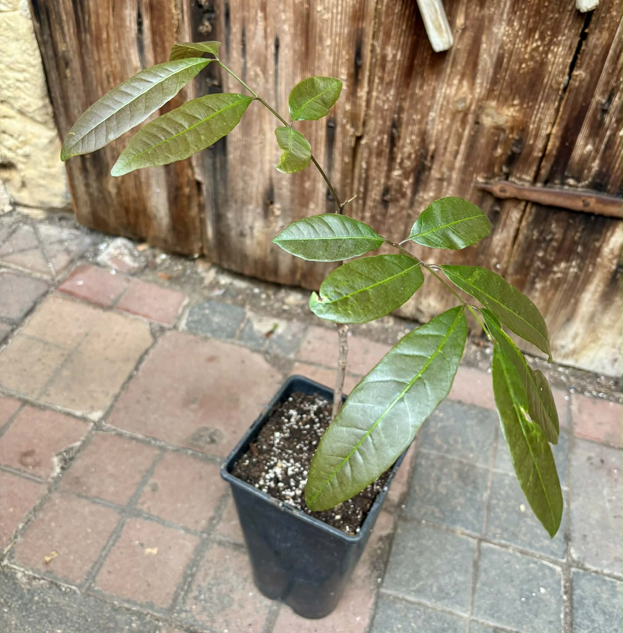 over 2 years old - Longan (Dimocarpus longan) - 1 potted plant / 1 getopfte Pflanze