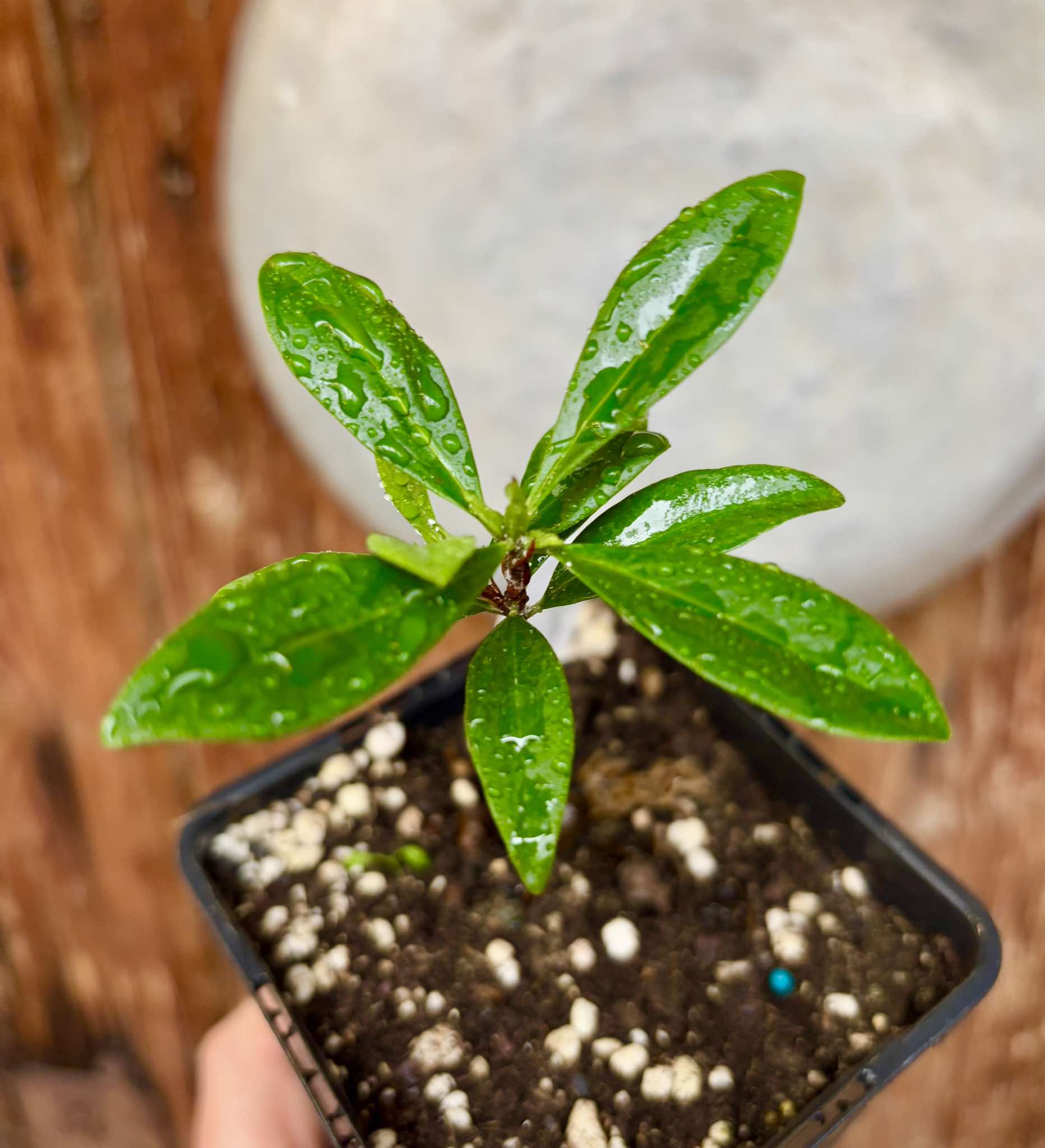 Grumixama (Eugenia brasiliensis) - 1 potted plant / 1 getopfte Pflanze