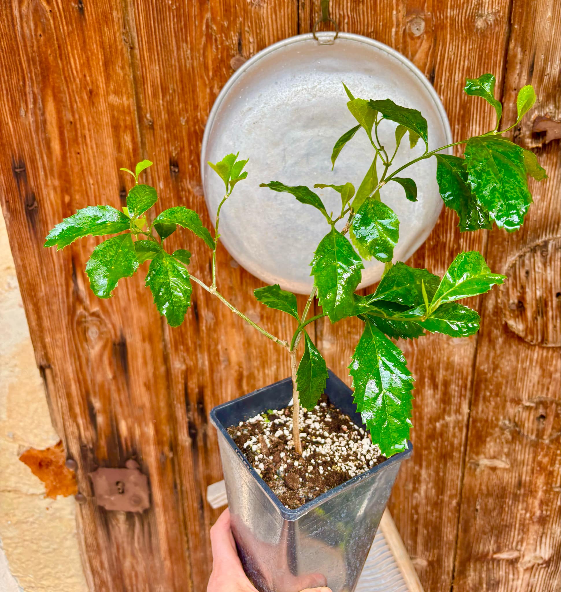 Taruman (Citharexylum montevidense) - 1 potted plant / 1 getopfte Pflanze Taruman (Citharexylum montevidense) - 1 potted plant / 1 getopfte Pflanze