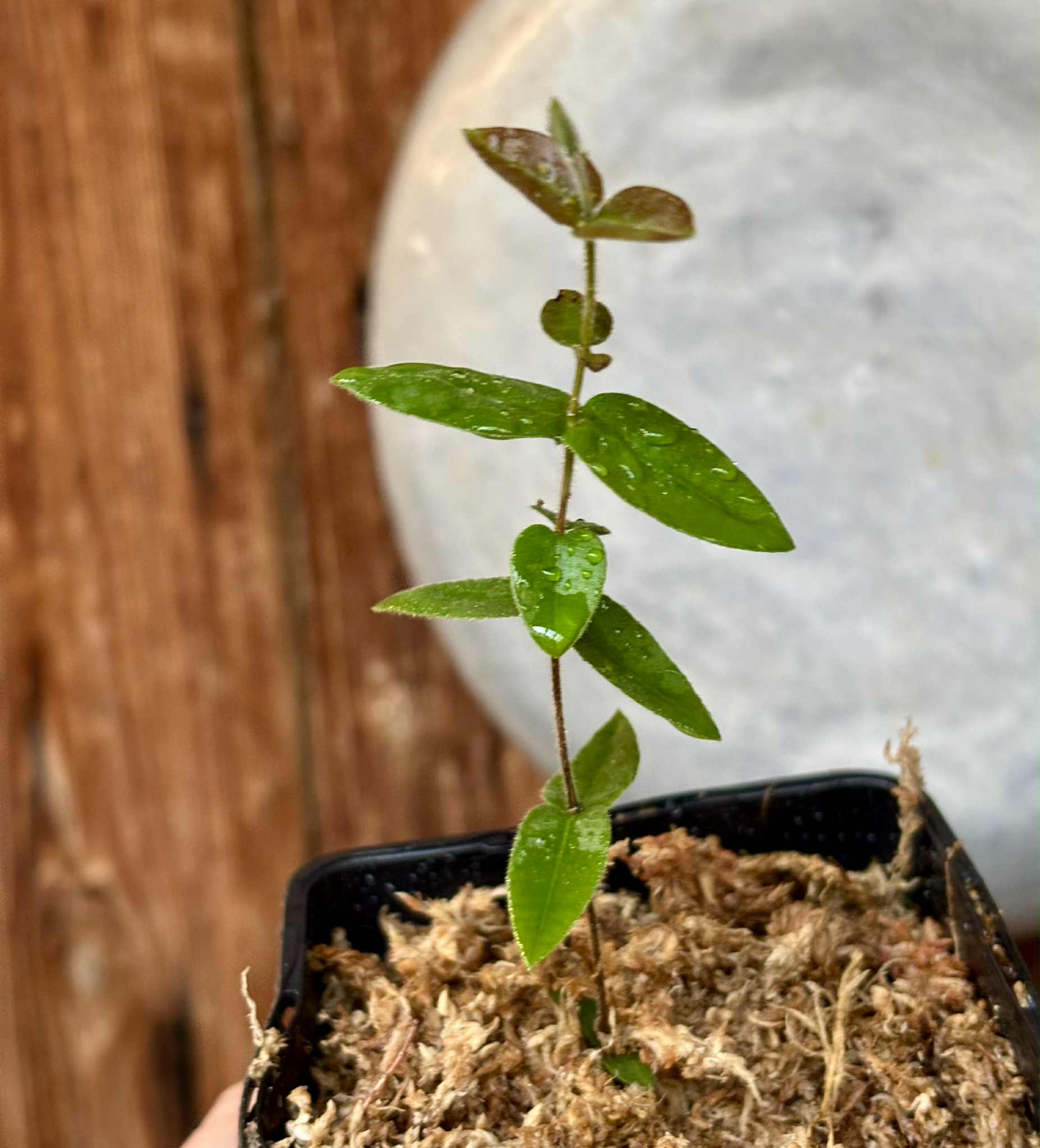 Myrciaria caerulescens (Roxa - Blue Guaquiea) - 1 potted seedling / 1 kleiner, getopfter Sämling