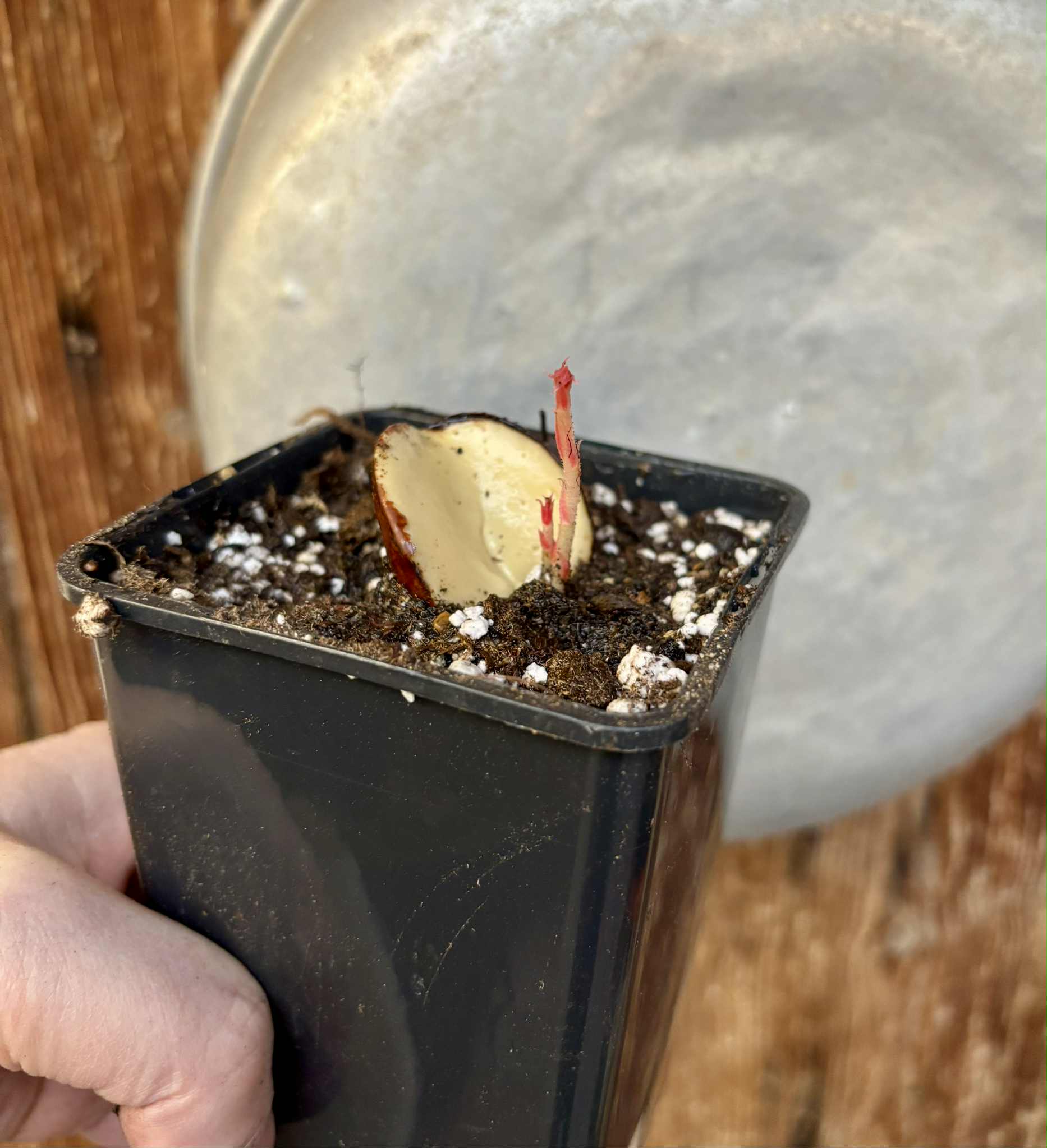 2 shots - Plinia longiacuminata Nr. 1 -  1 potted seedling / 1 getopfter Sämling